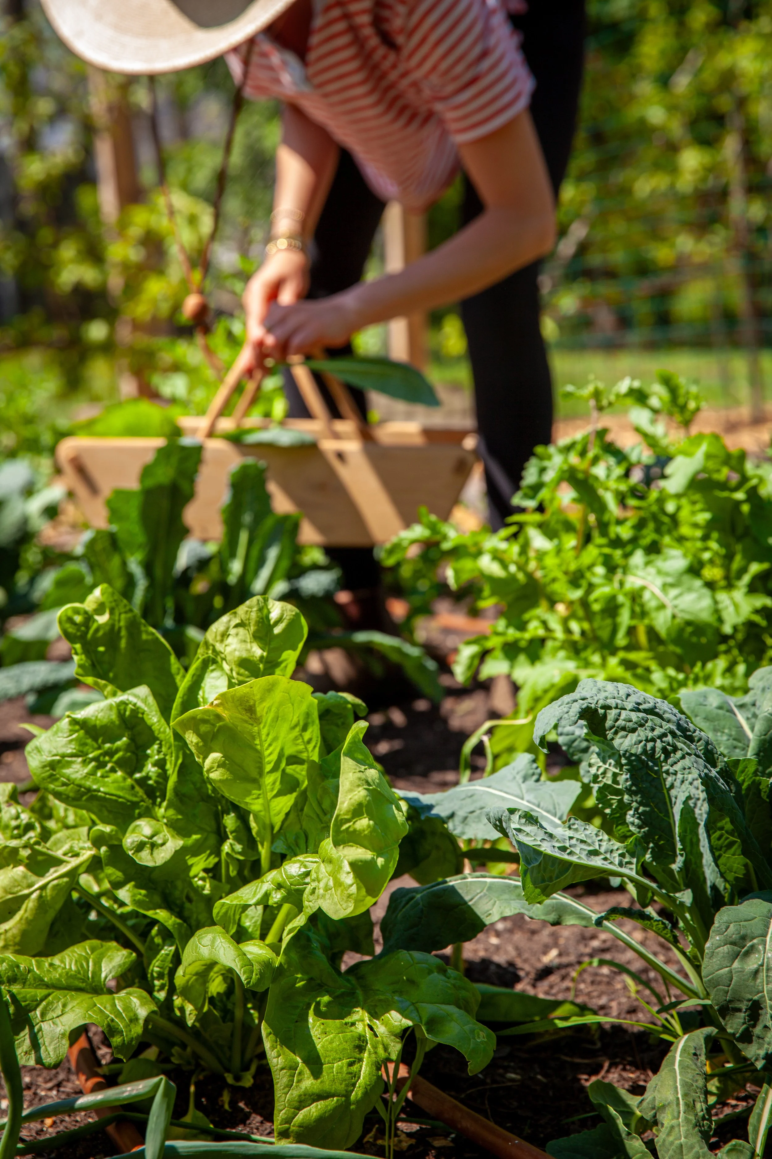 Person wearing a large sun hat and a striped shirt working in a vegetable garden with green leafy plants.