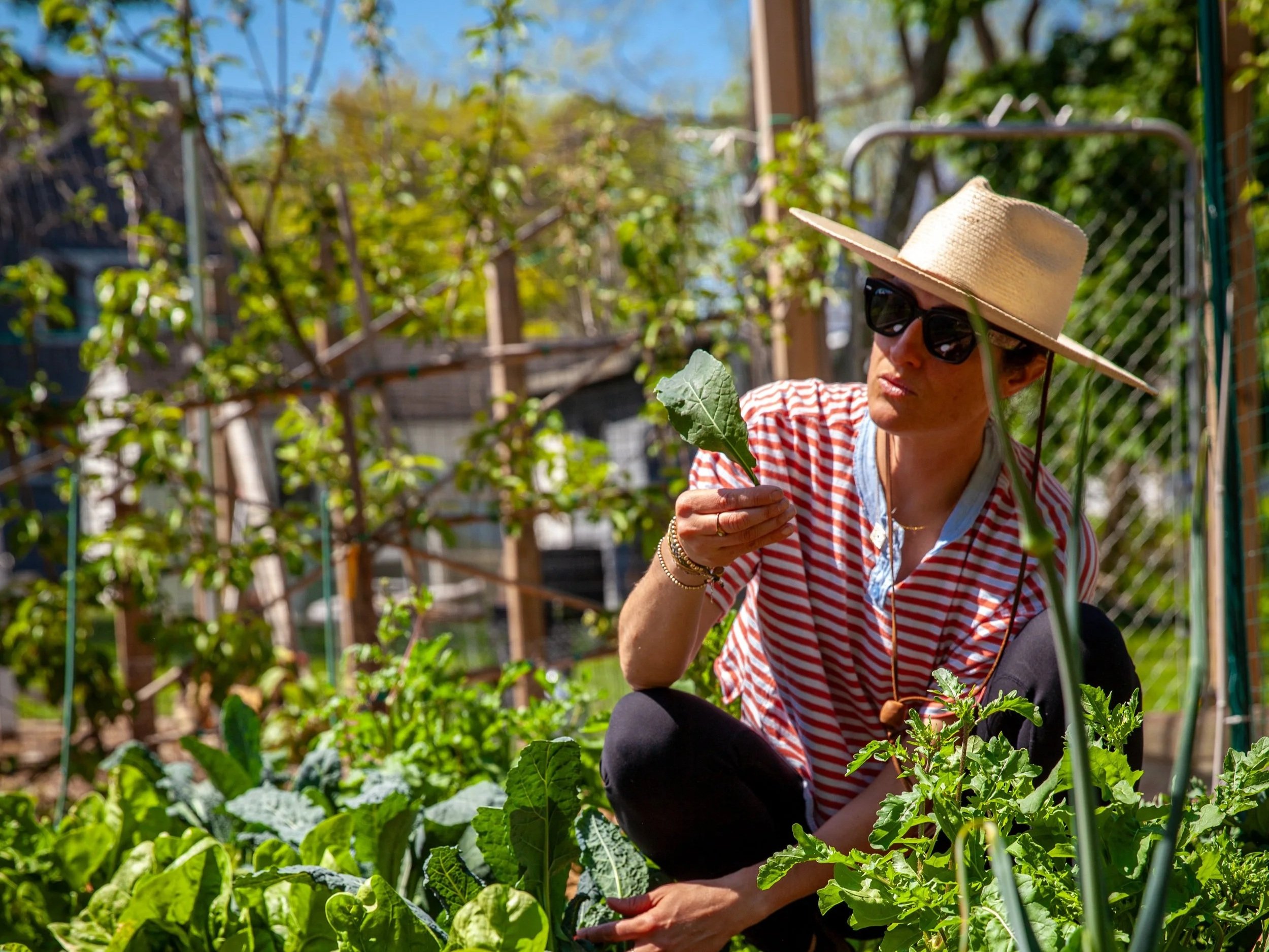 A woman wearing a straw hat and sunglasses is kneeling in a garden, tending to green leafy plants on a sunny day.
