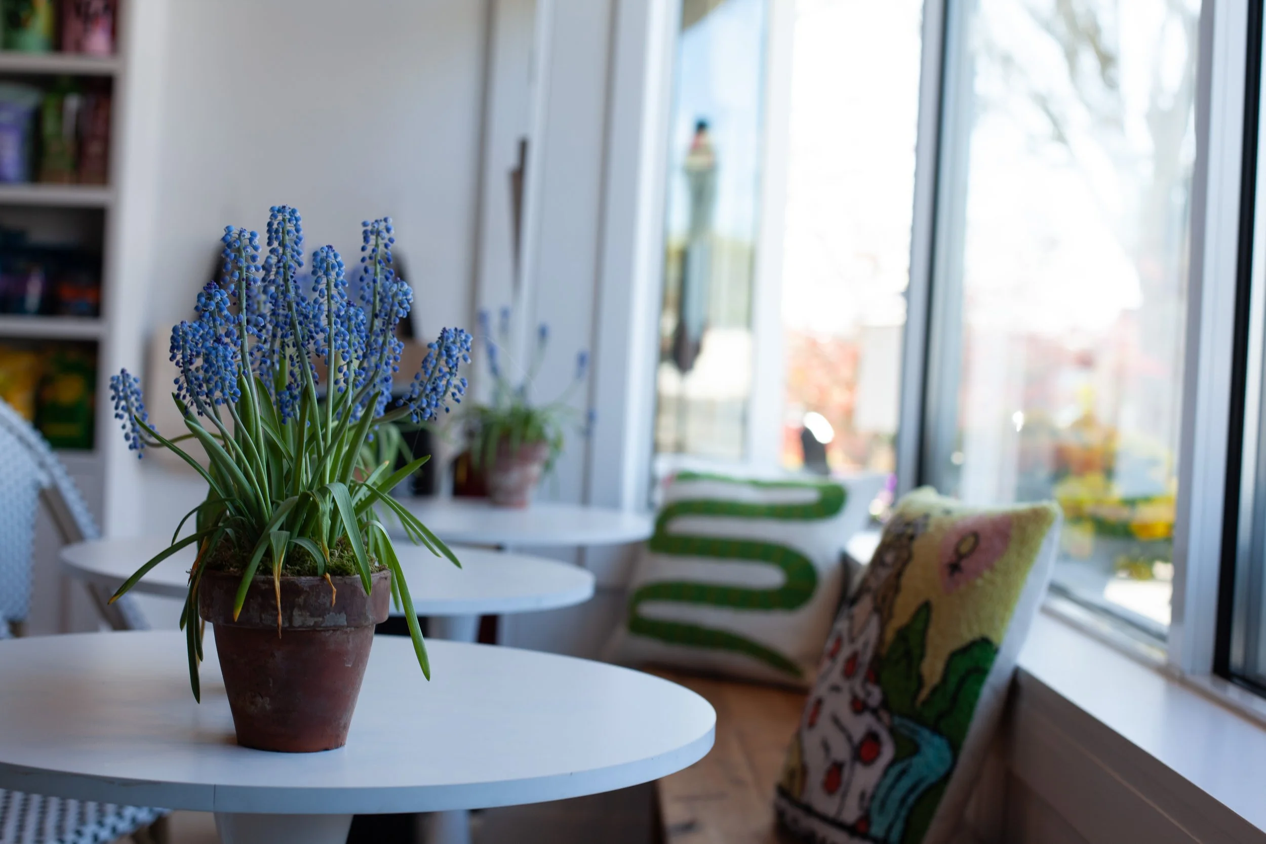 A potted blue hyacinth plant on a white round table in a bright room with large windows and colorful chairs.
