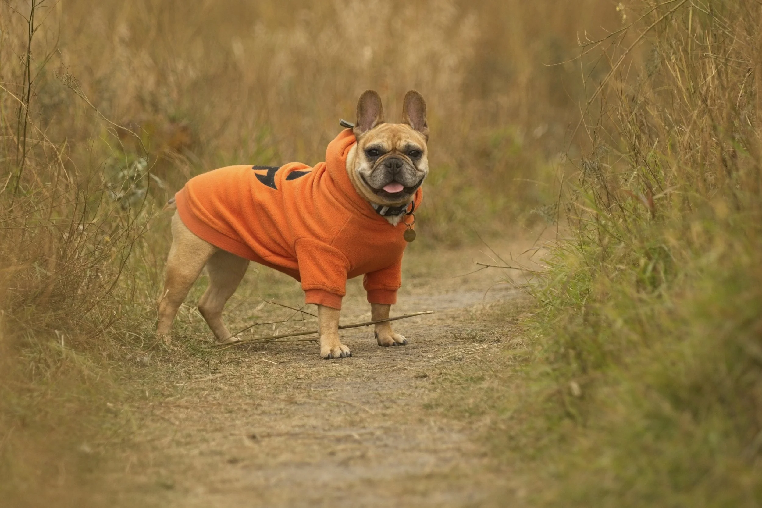 A French Bulldog wearing an orange hoodie standing on a dirt path in a grassy field with tall grass on either side.