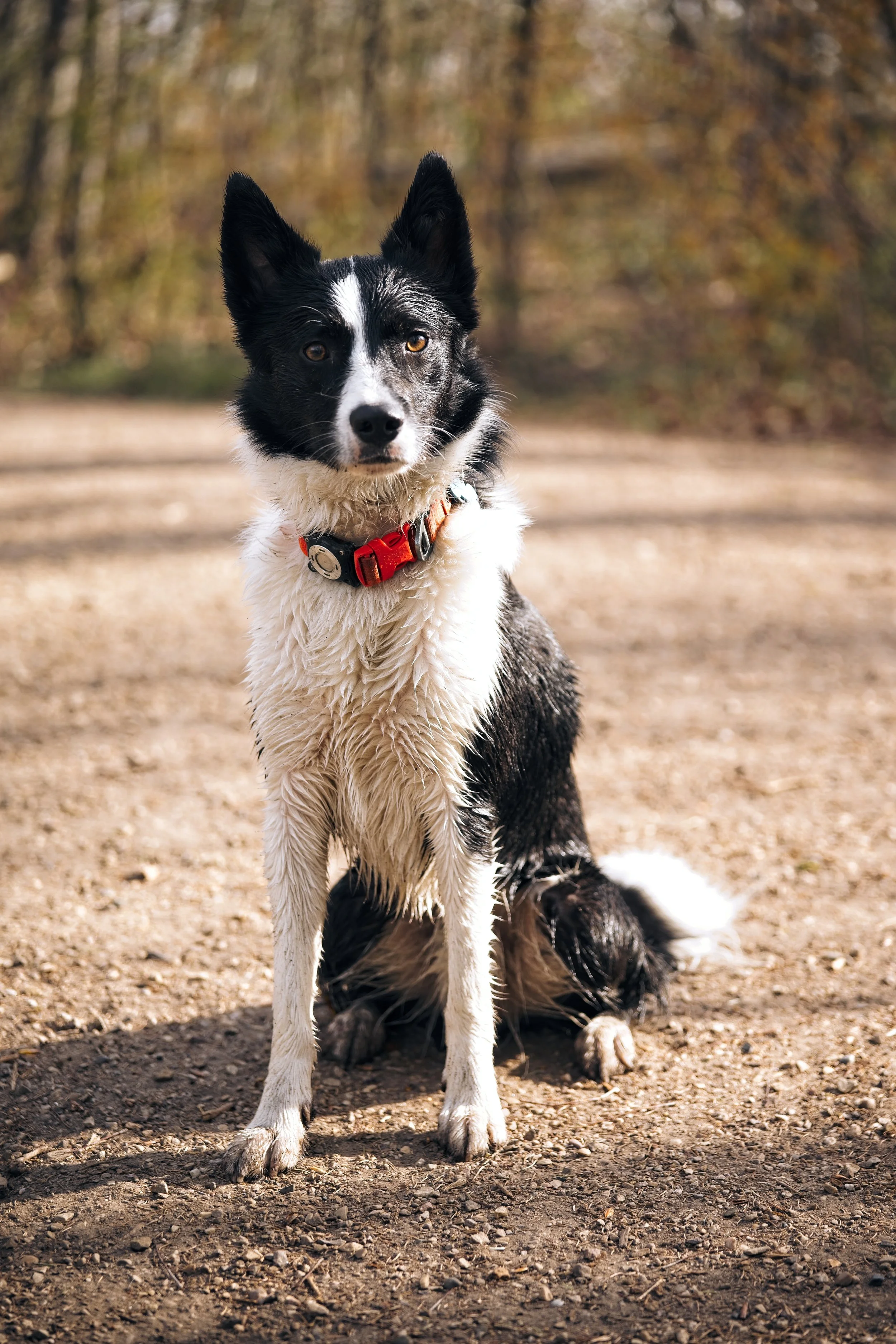 A black and white Border Collie dog with a red collar sitting outdoors on a dirt path with autumn trees in the background.