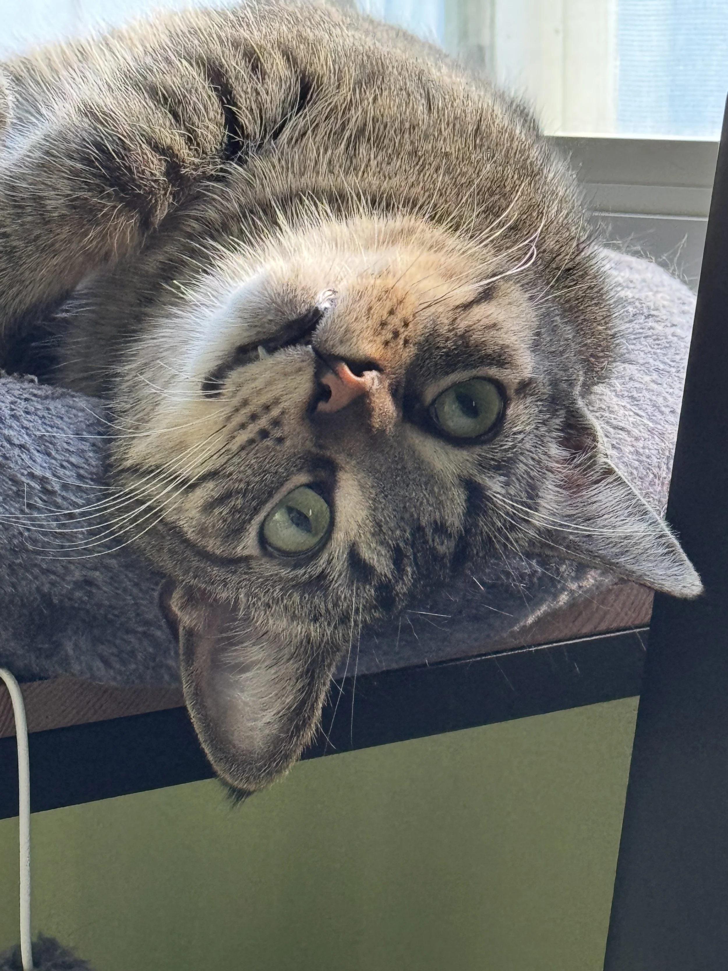 A close-up of a tabby cat lying on its side with green eyes, looking at the camera in front of a window.