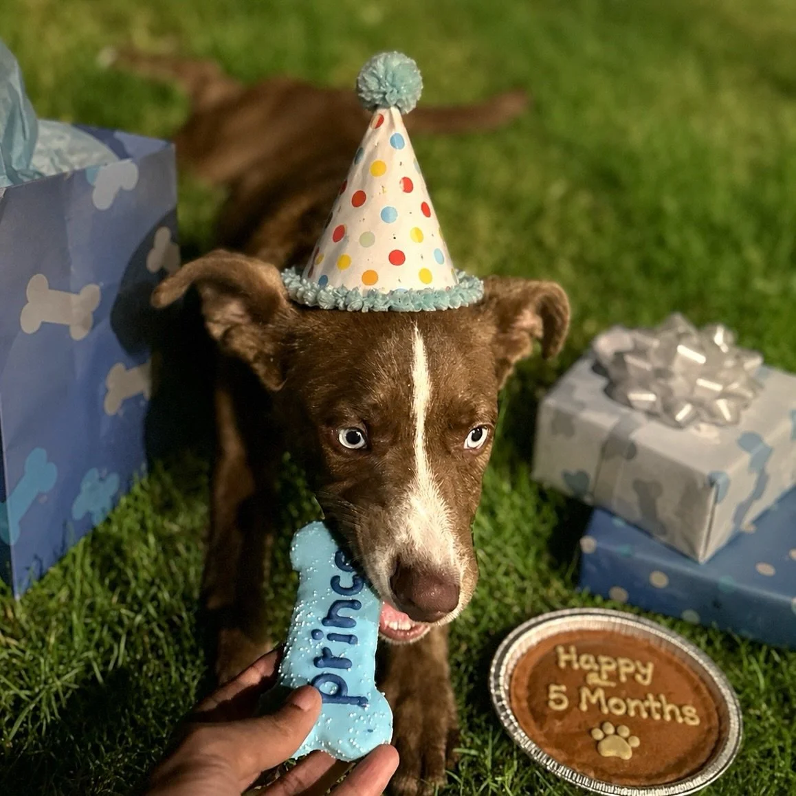 Update: I am officially 5 months old 🐾

Achievements unlocked:
✅ Professional toy destroyer
✅ Certified zoomie expert
✅ Treat inspector
✅ Dad&rsquo;s shadow

Current goals:
🎁 Open presents
🥧 Eat birthday pie
💙 Be adorable
😴 Nap immediately after