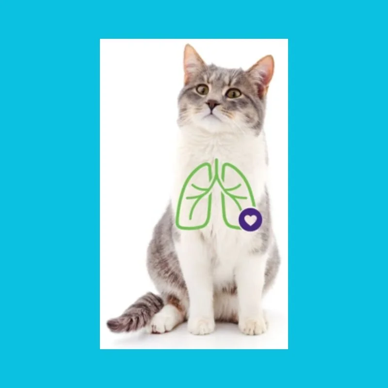 A cat with a graphic overlay of green lungs and a heart icon on its chest, indicating healed respiratory problems.