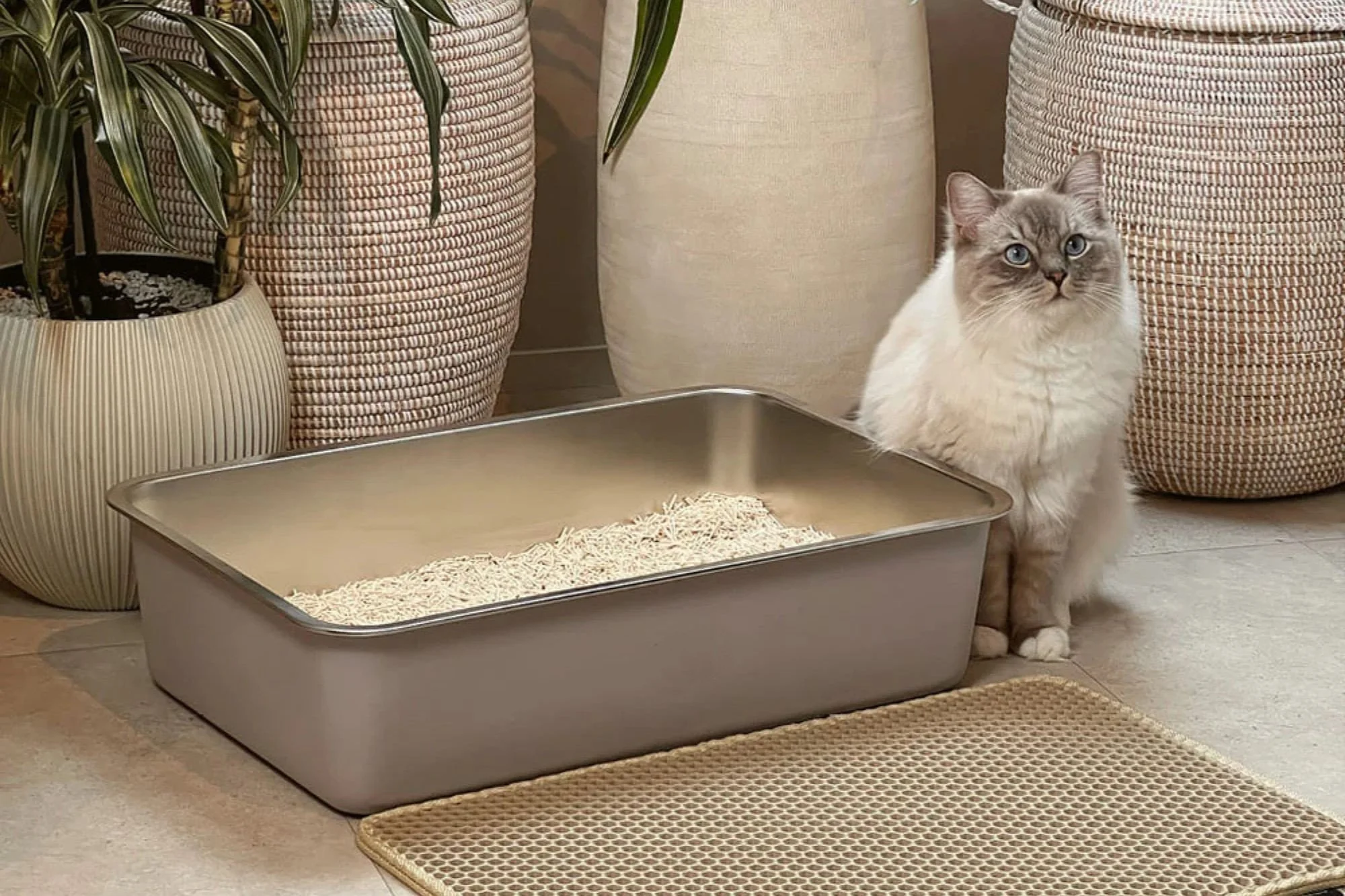 A fluffy cat with gray ears and blue eyes sitting next to a rectangular stainless steel litter box filled with light-colored eco-friendly cat litter. Behind the cat, there are large decorative pots with plants.