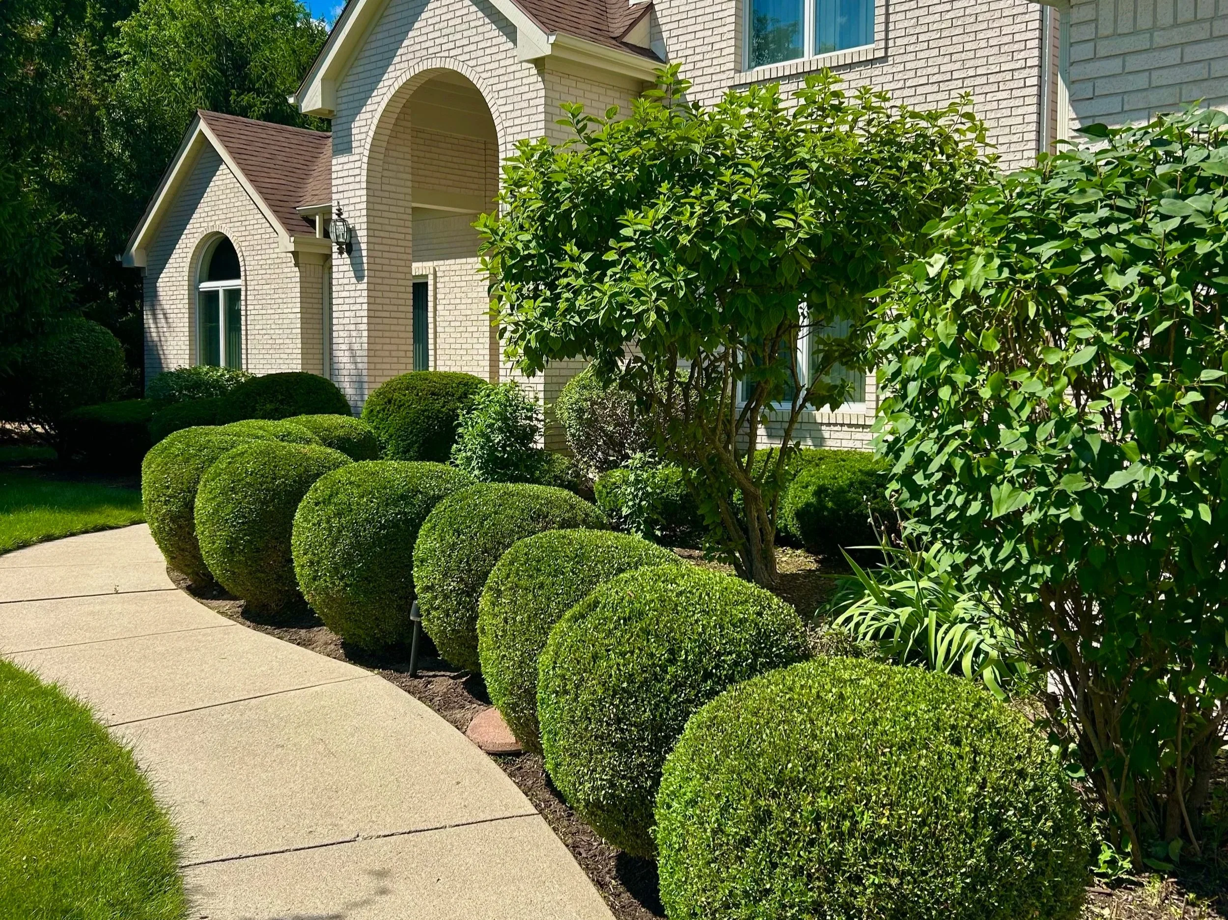 Shrub & Hedge Trimming
