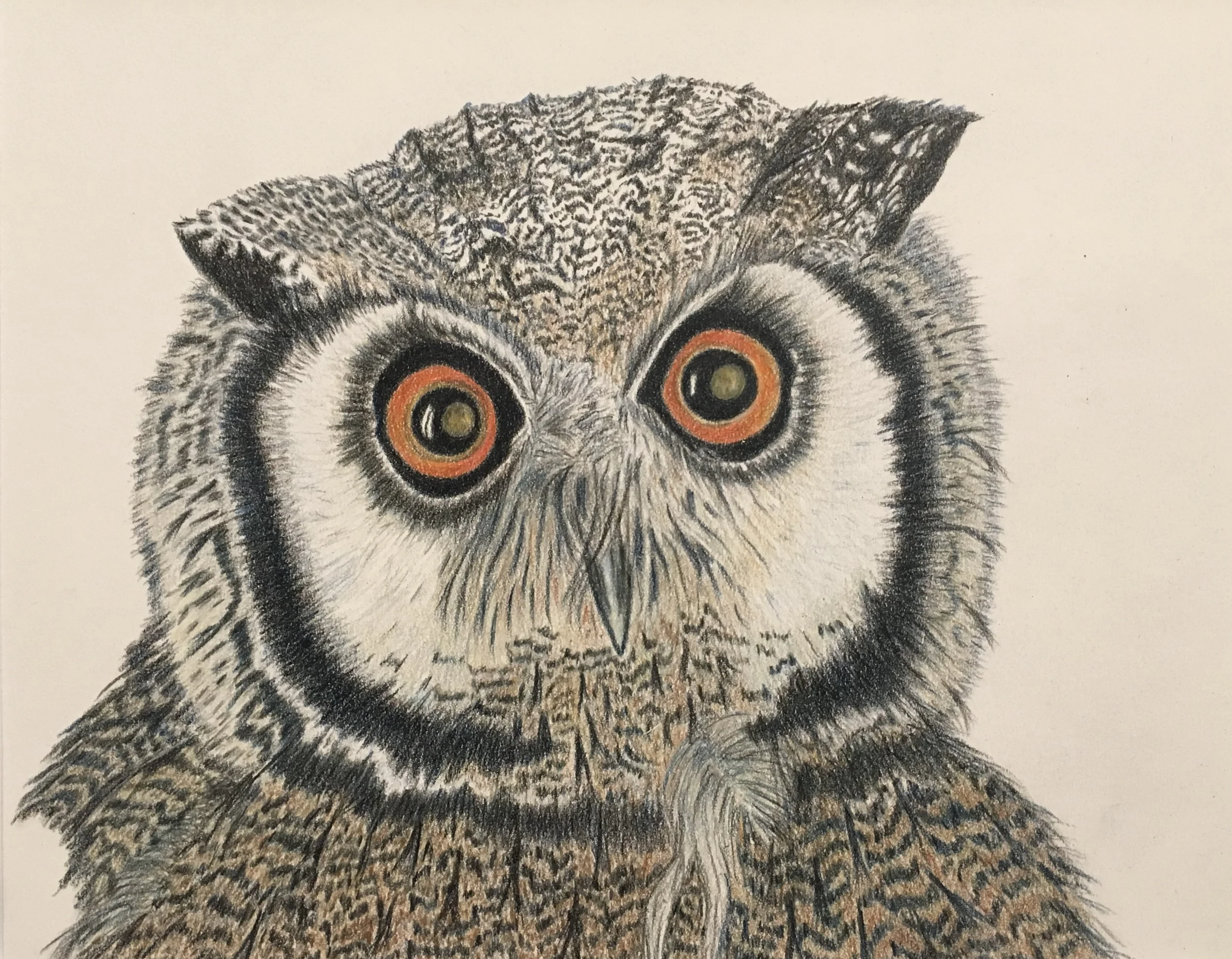 Moonstruck... great horned owl in colored pencil looking at a full moon.