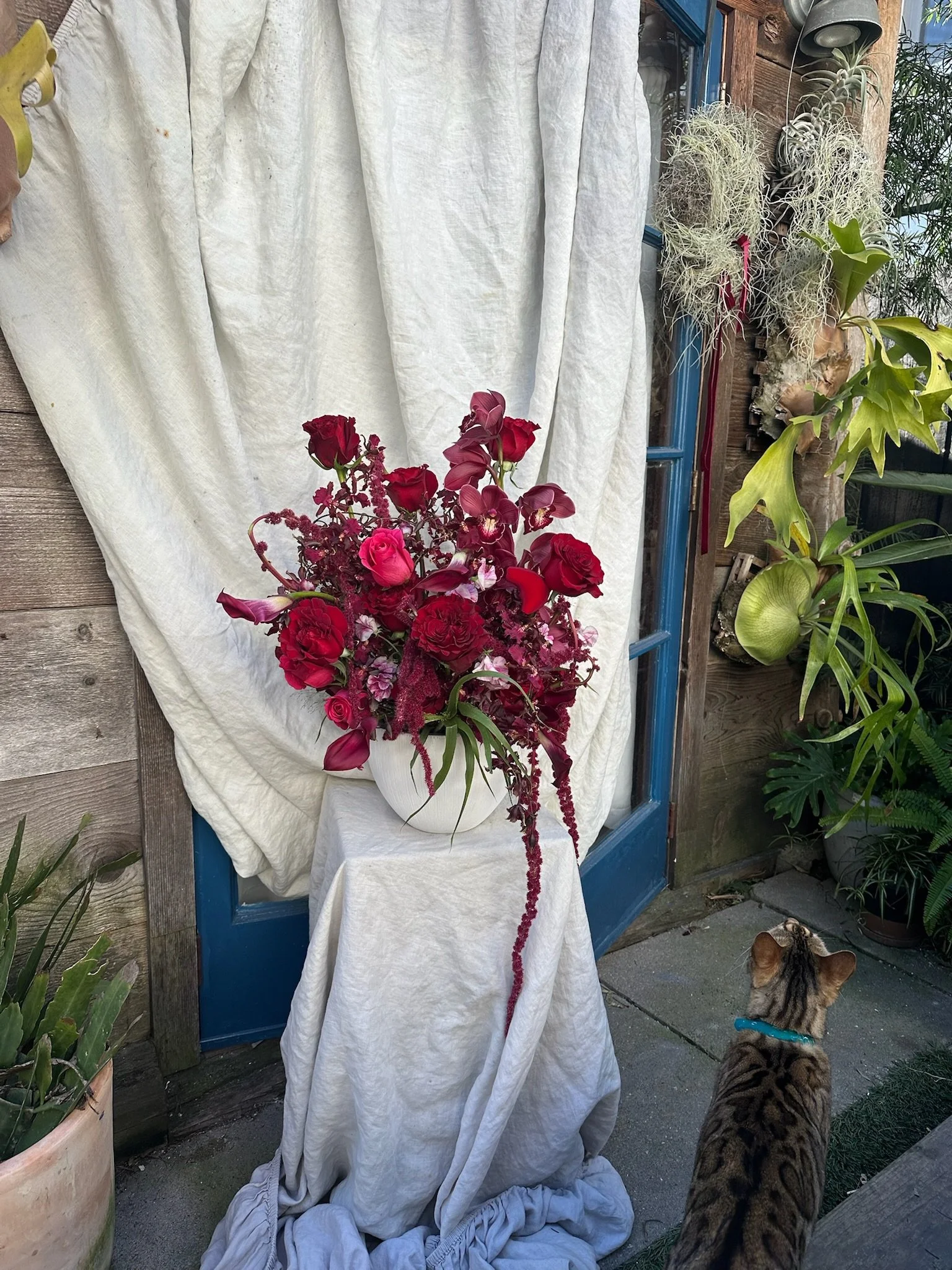 A large, colorful floral arrangement in a white vase standing on a draped white fabric on a table outdoors. The arrangement includes pink roses, dark purple flowers, and trailing red amaranth. There are various potted plants and hanging air plants to the right, with a blue-framed window and a wooden wall in the background. A tabby cat with dark stripes and a blue collar is looking at the flowers from the ground.