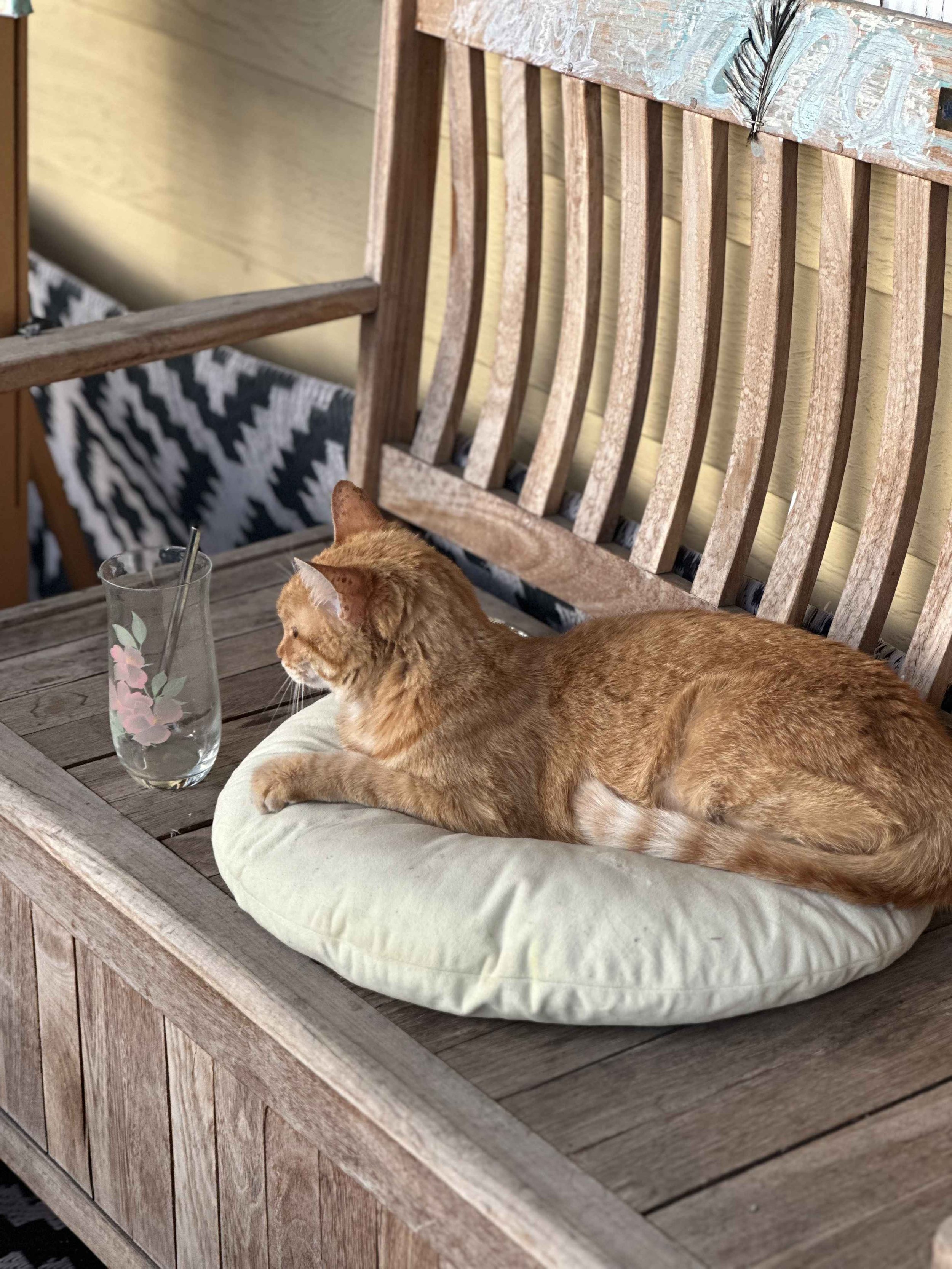 An orange tabby cat lying on a round cushion on a wooden bench. A glass with a straw is on the bench. The bench has a slatted backrest and a weathered finish.