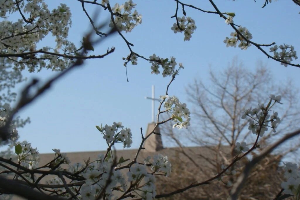 White flowering tree branches in front of a church steeple with a cross on top, against a blue sky.