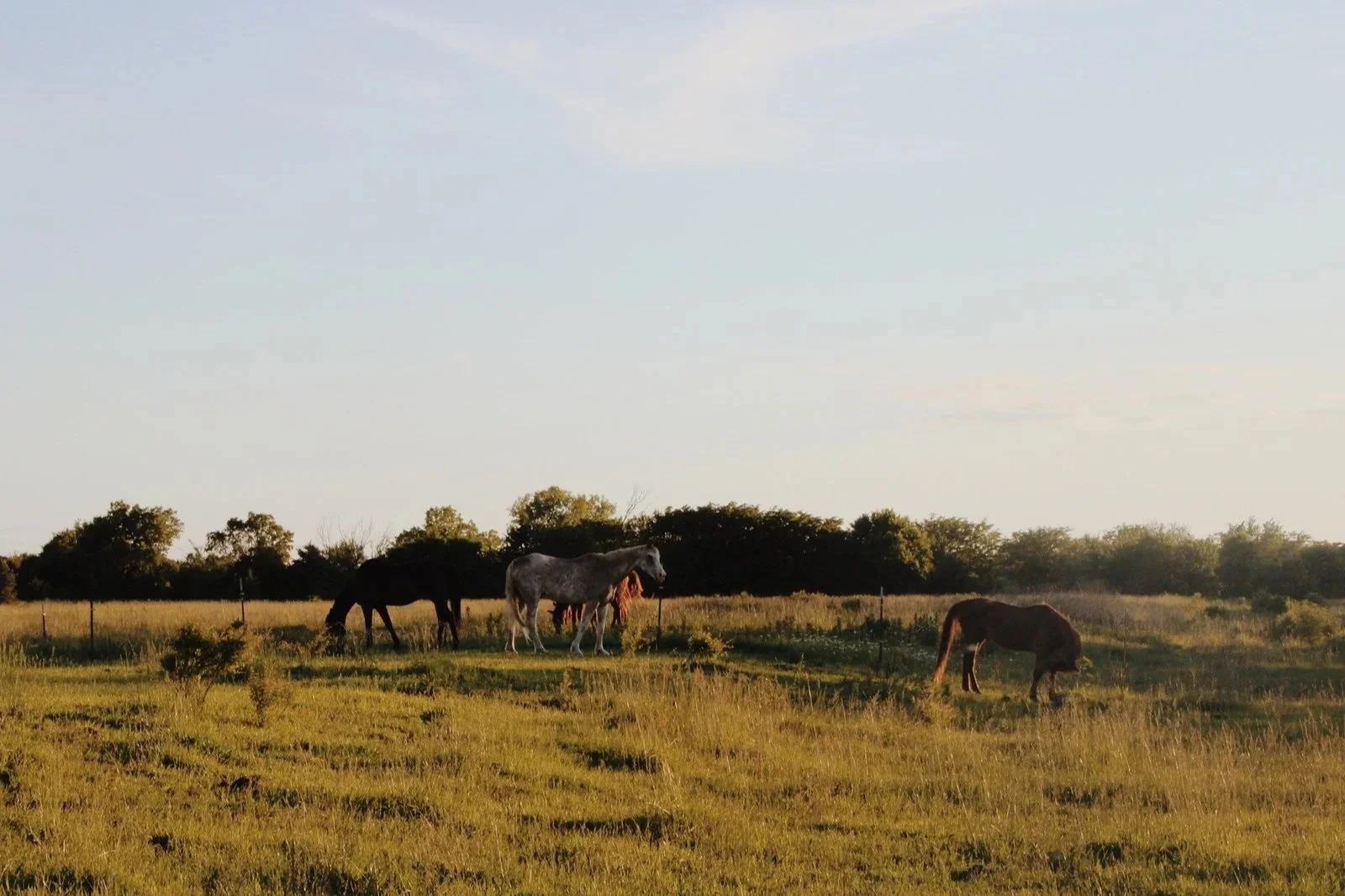 Grazing horses in a grassy field with trees on the horizon during sunset.