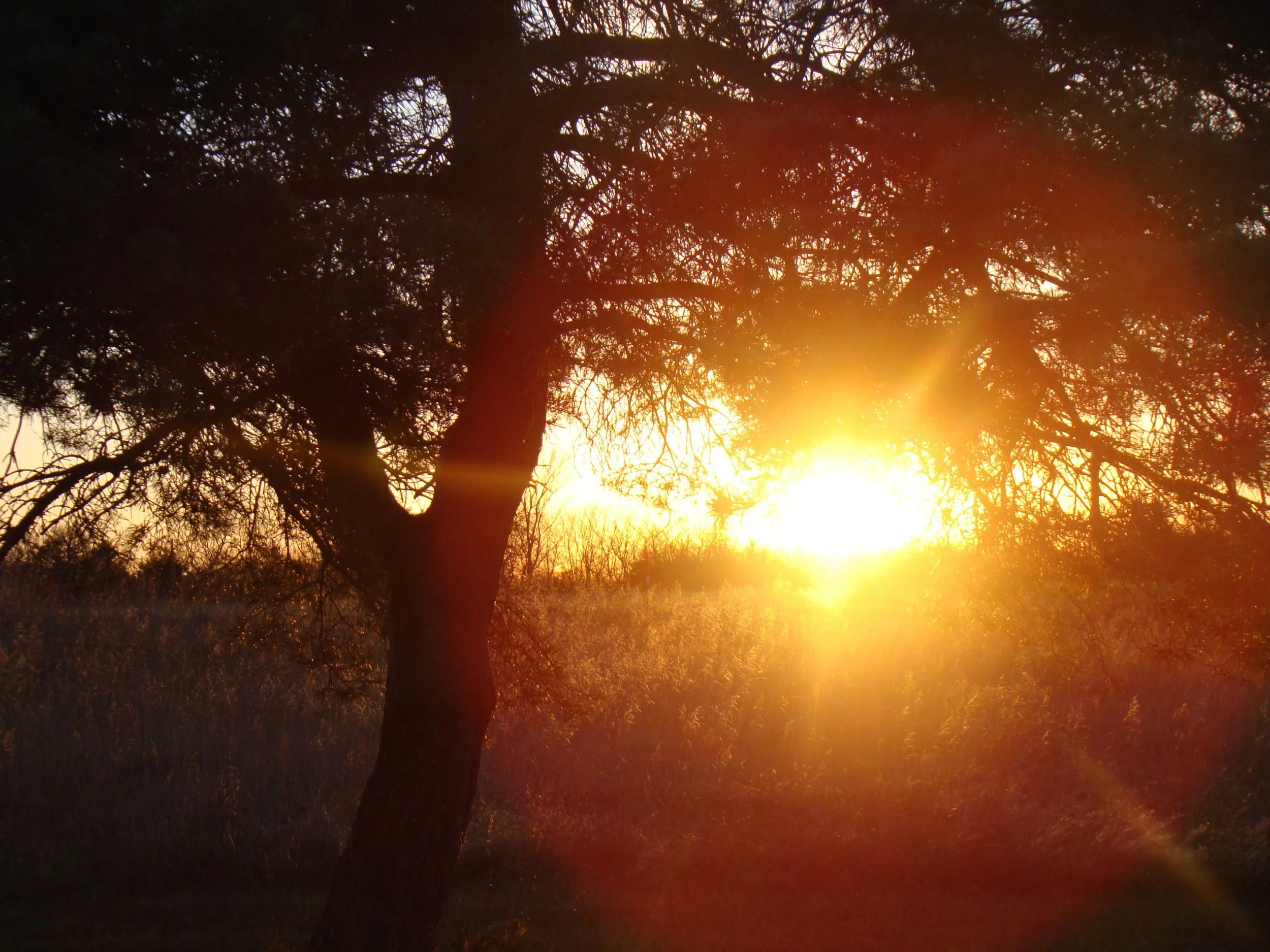Sunset-with-silhouette-tree-scaled.jpg
