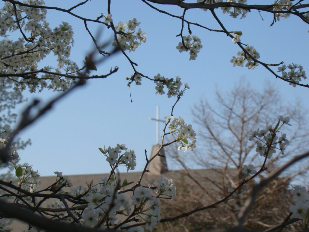 Chapel-roof-through-blossoms-1024x768.jpg