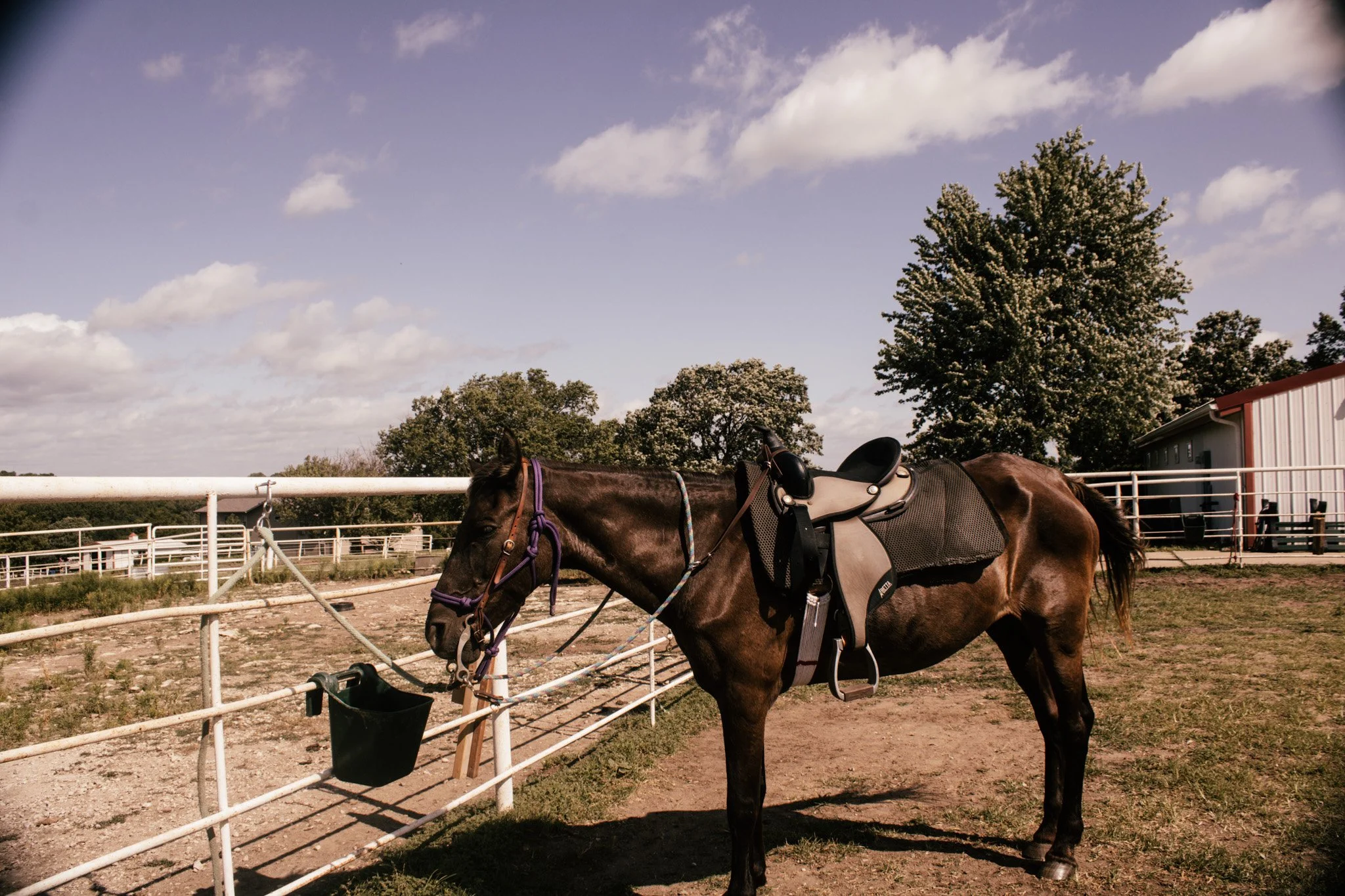A brown horse with a saddle and bridle standing in an outdoor equestrian arena surrounded by white fencing, with trees and a building under a partly cloudy sky.