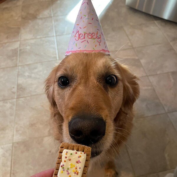 puptartdog.jpg