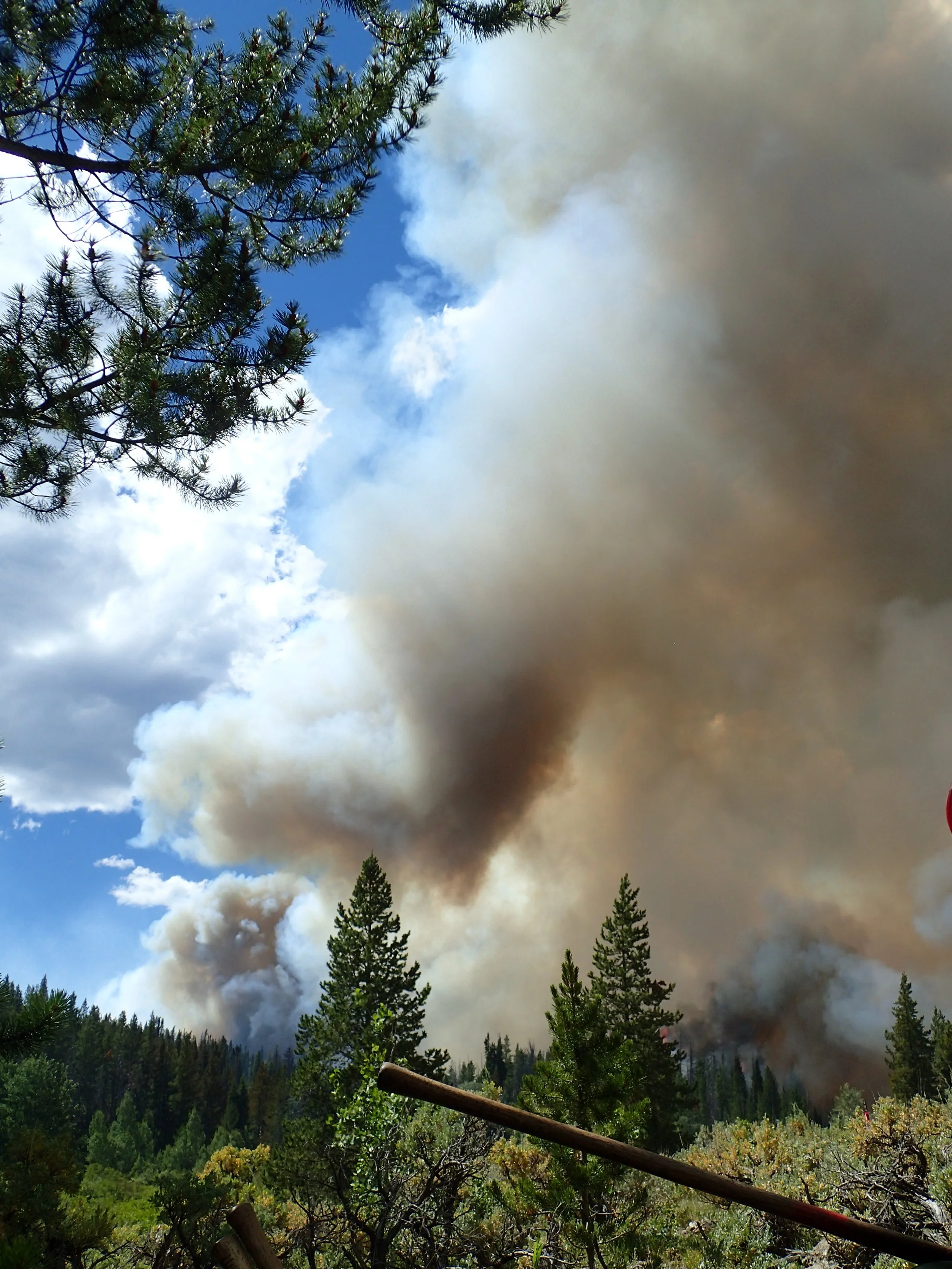 A forest fire with large smoke plumes rising into the sky, surrounded by tall pine trees and dense vegetation.