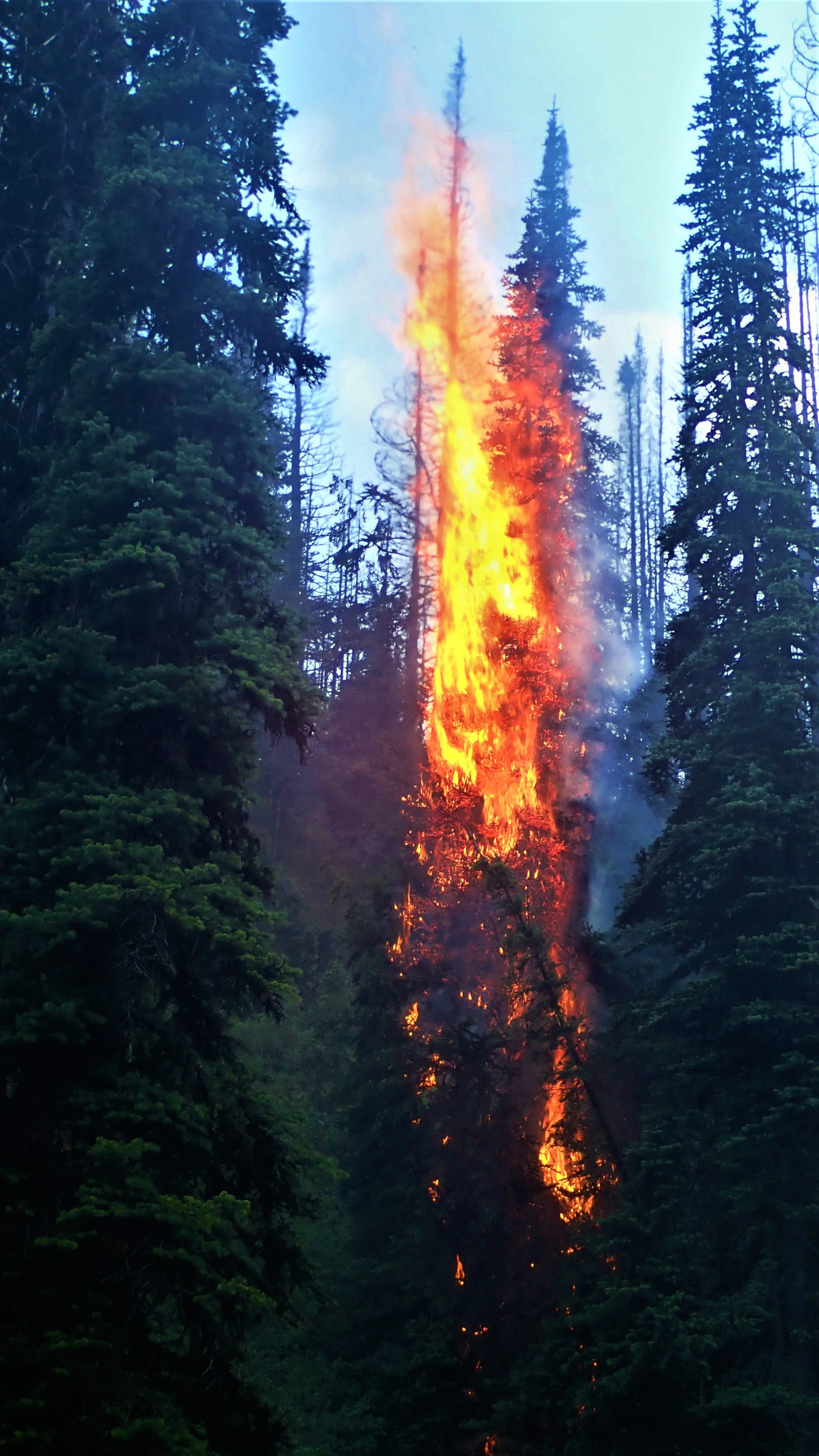 Forest with tall trees on either side and a large fire burning in the middle, with flames reaching upwards.