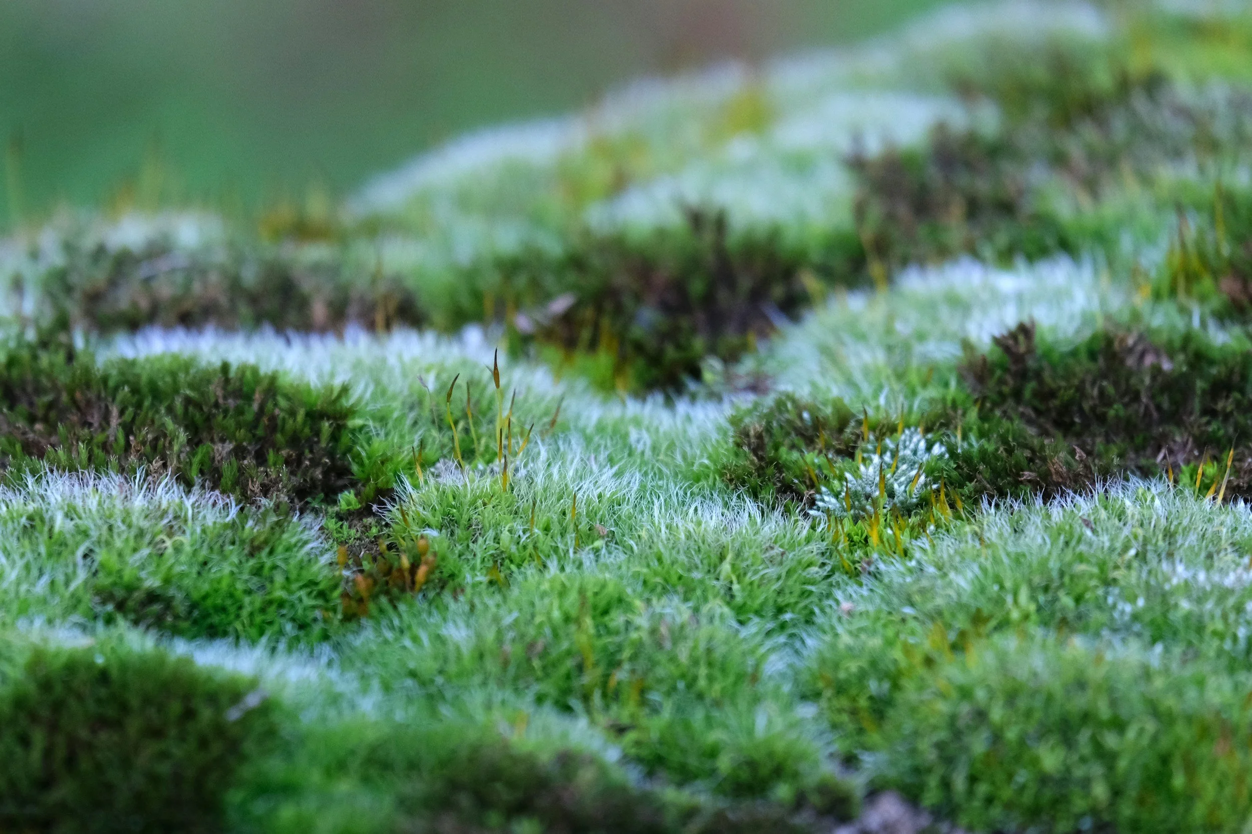 Close-up view of green moss and tiny plants growing on a moist surface.