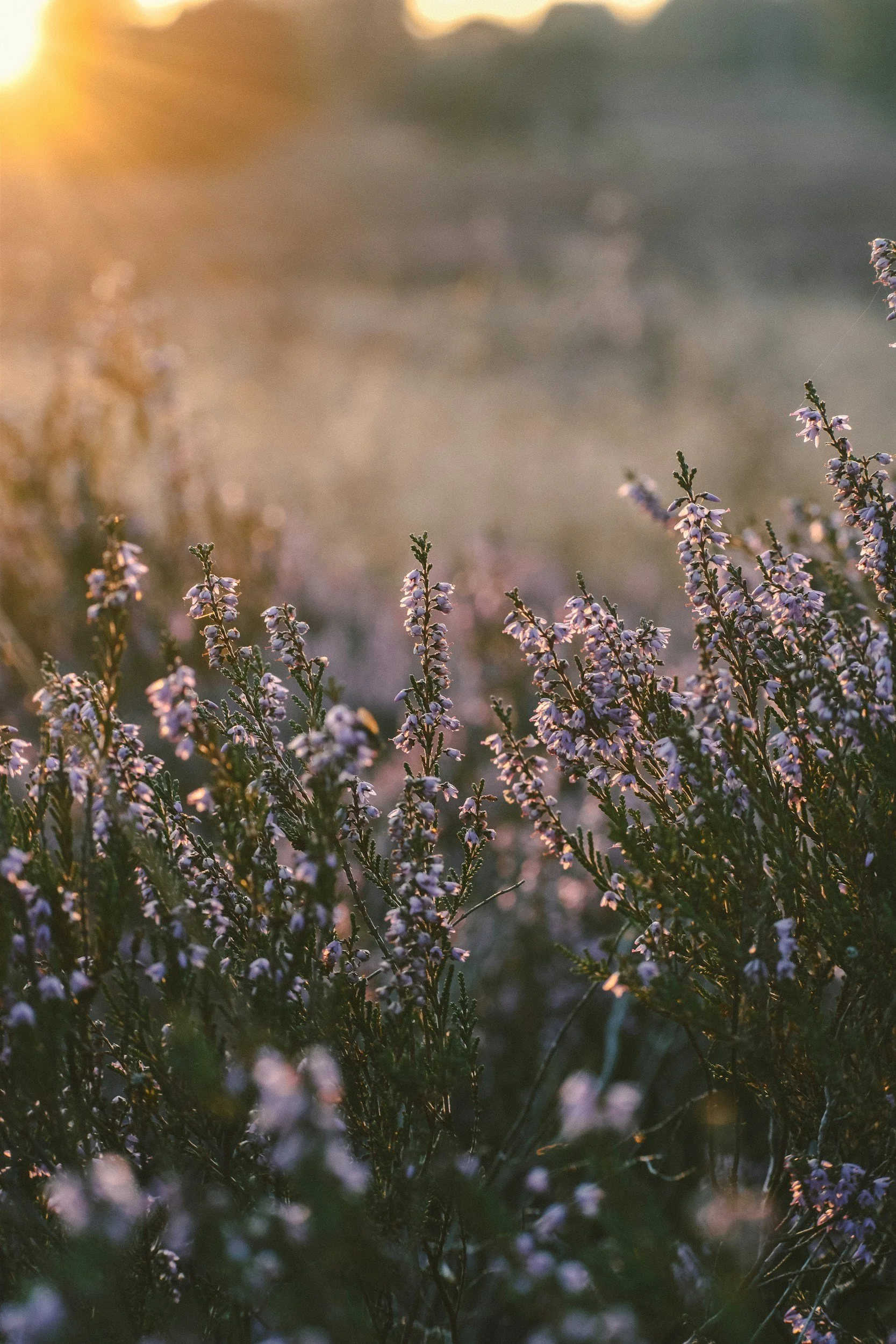 Close-up of purple flowering plants with sunlight in the background during sunset.