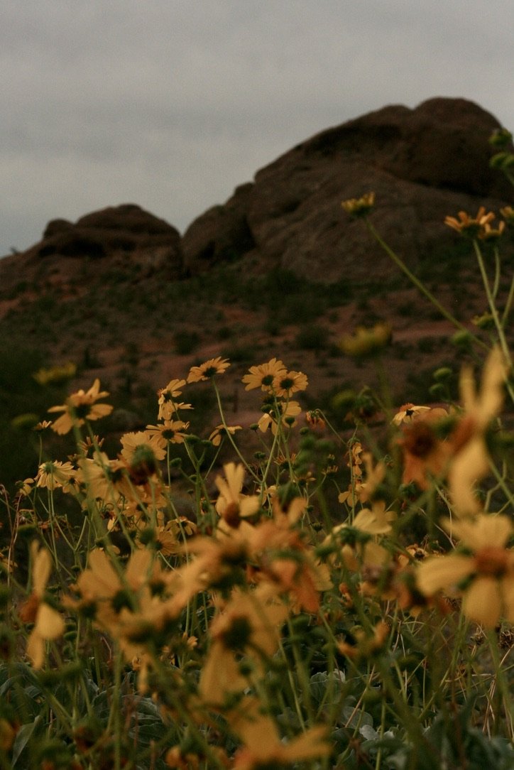 Yellow wildflowers in the foreground with a rocky hill and cloudy sky in the background.