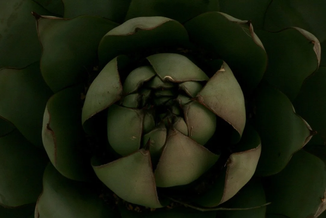 Close-up of a green succulent plant with thick, fleshy leaves arranged in a rosette pattern.