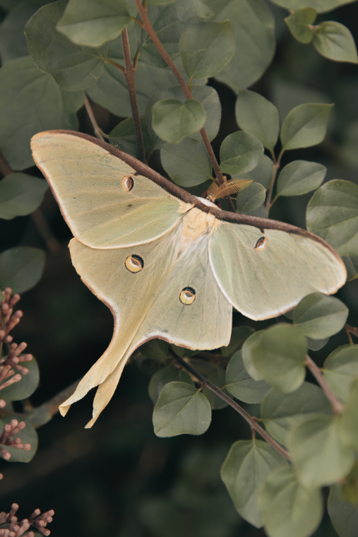 A Luna moth resting on leafy green foliage.