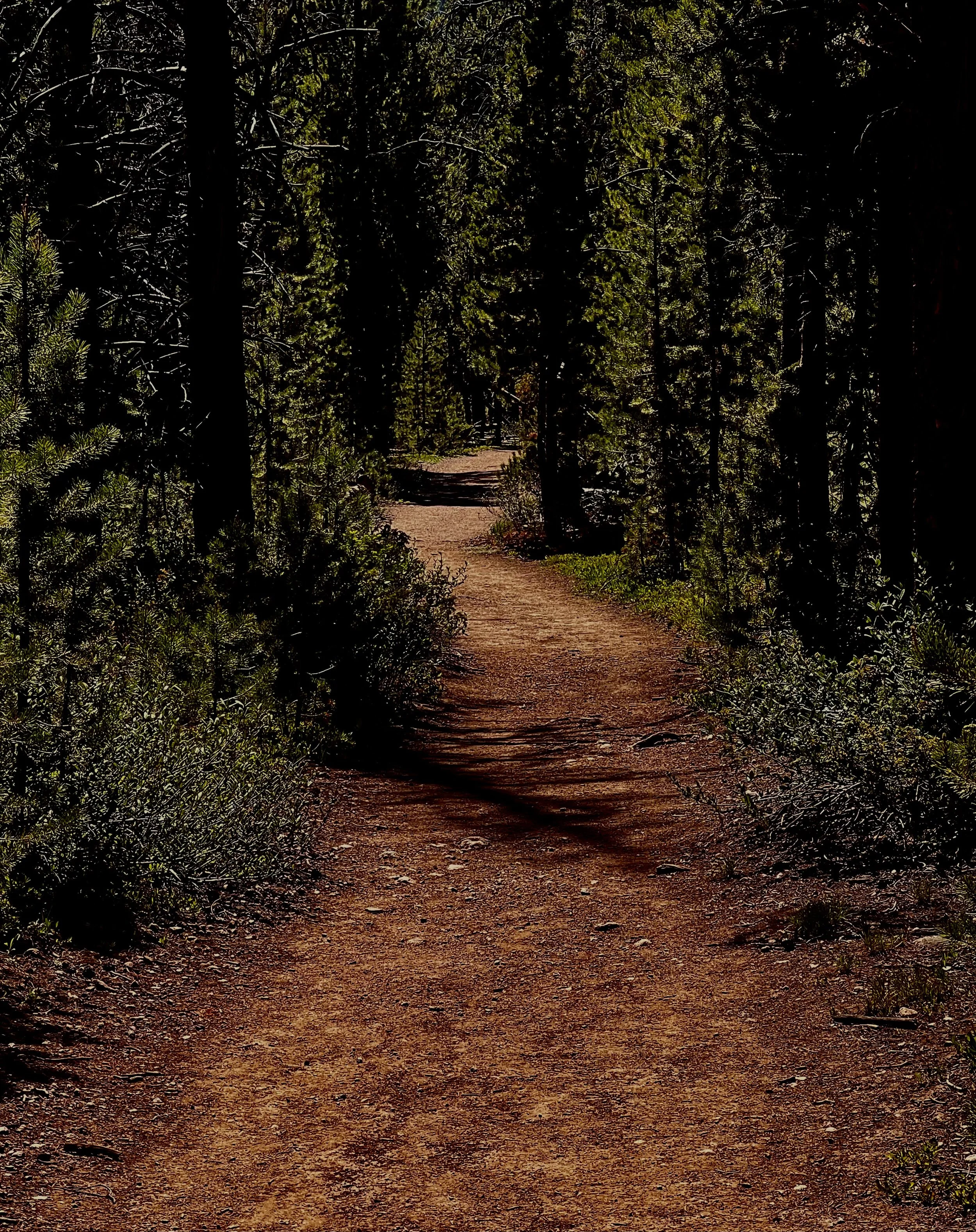A dirt trail winds through a dense forest of tall pine trees, with sunlight filtering through the branches.