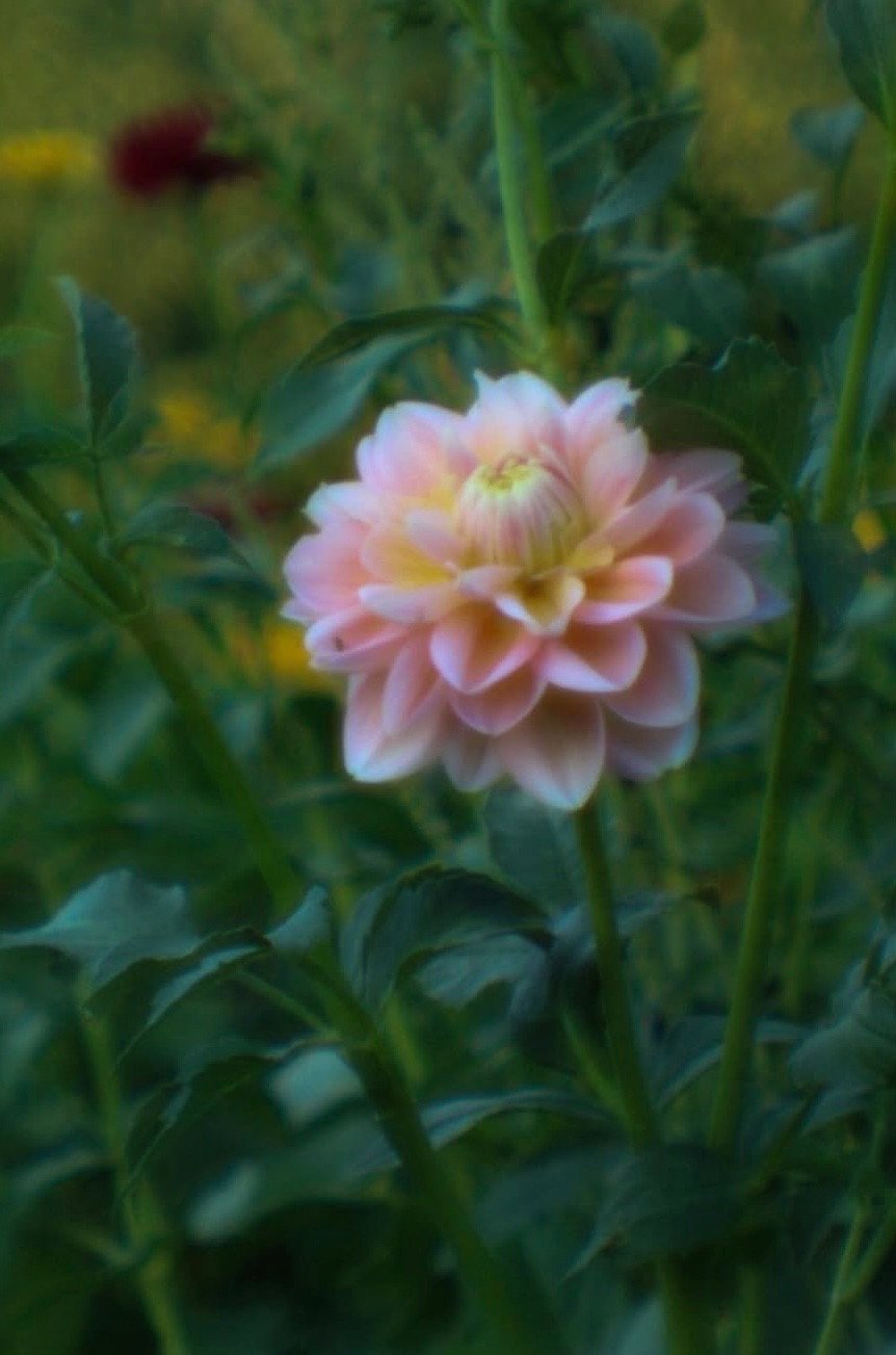 BC0DBF2D-68CB-4C65-AF76-3E3656767AA5.jpeg