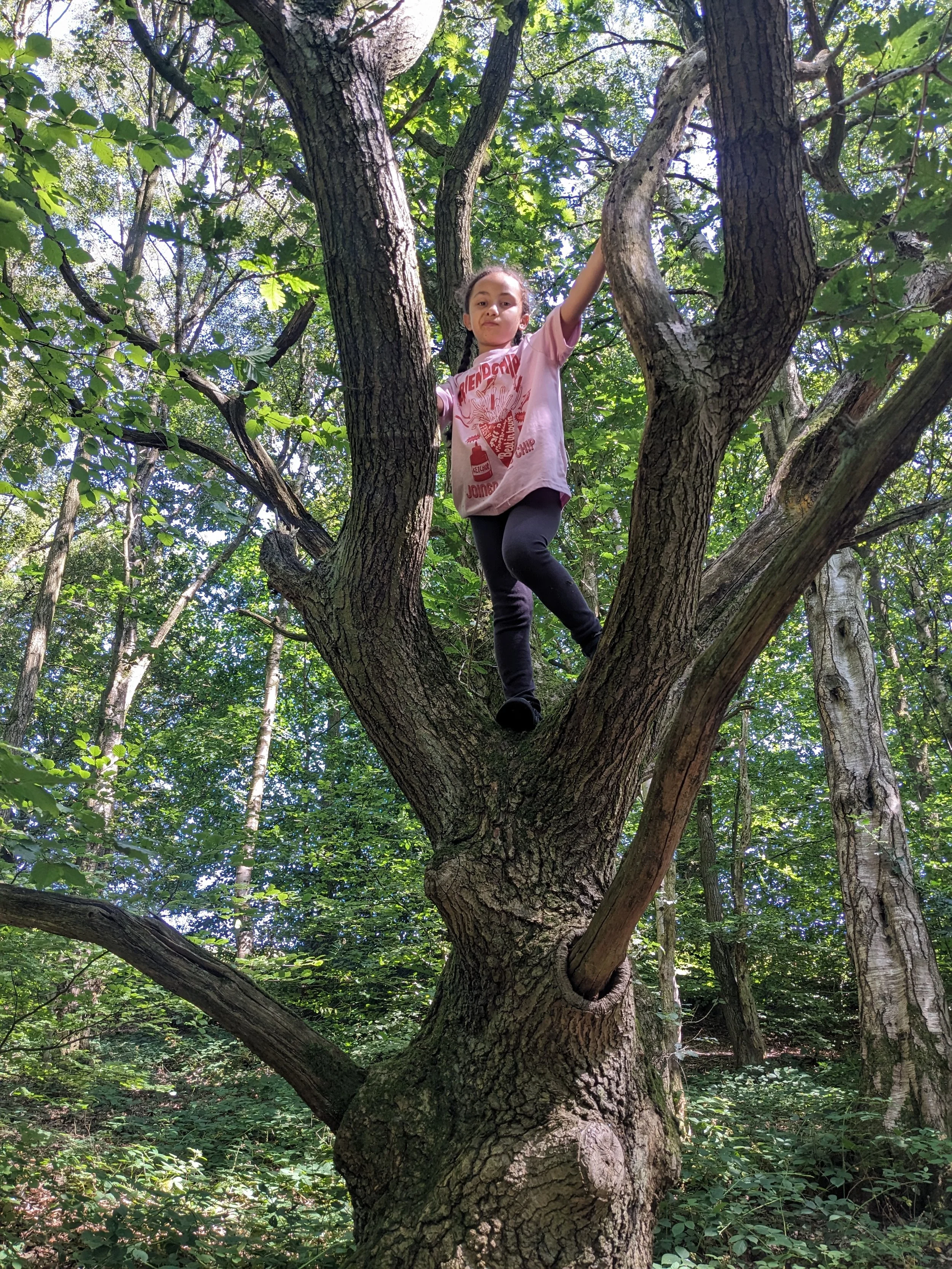 A young girl with braided hair wearing a pink T-shirt and black leggings climbing a tree in a forest surrounded by green leaves and sunlight.