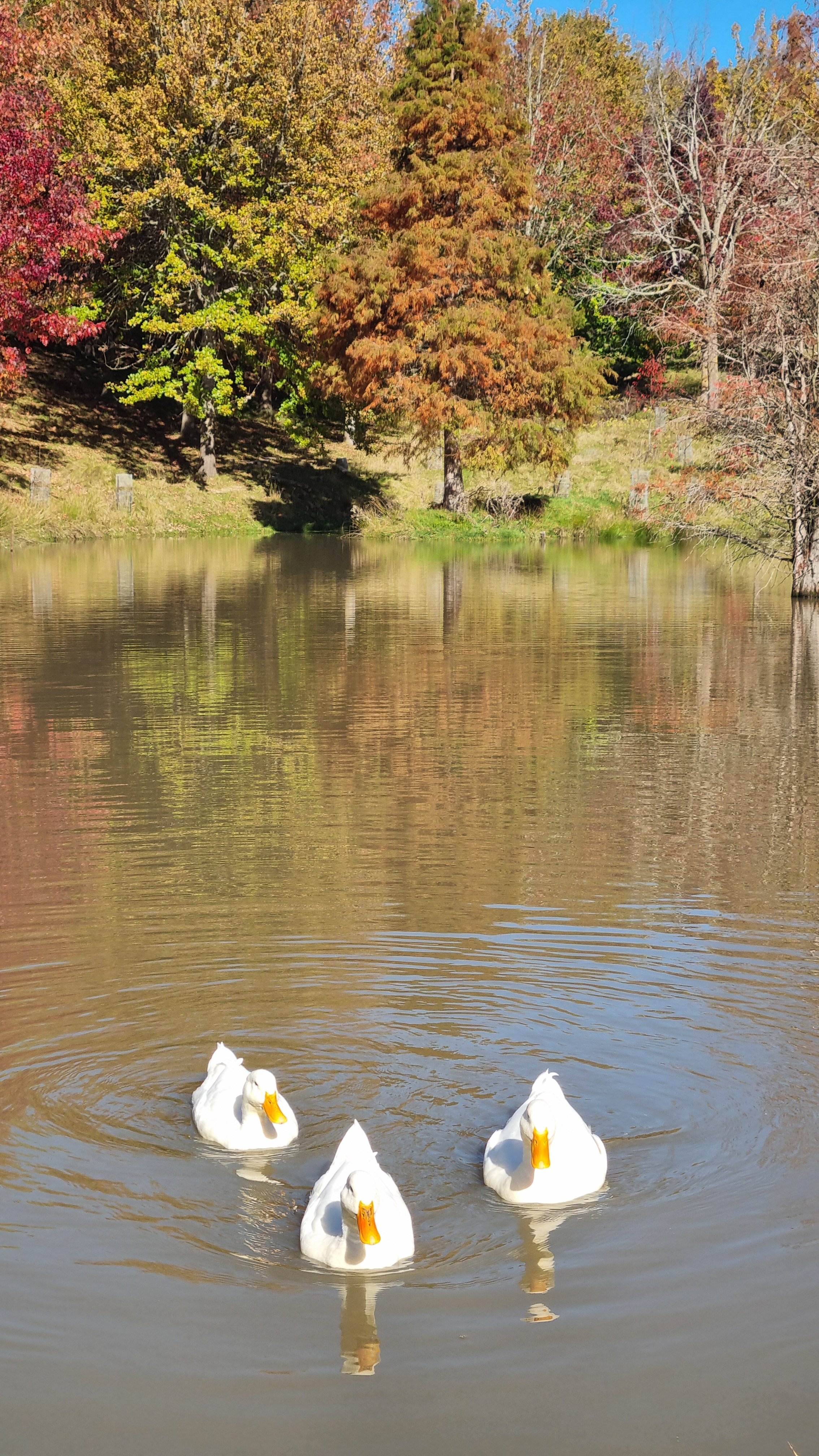Four white ducks swimming in a pond with a background of colorful fall trees and clear blue sky.