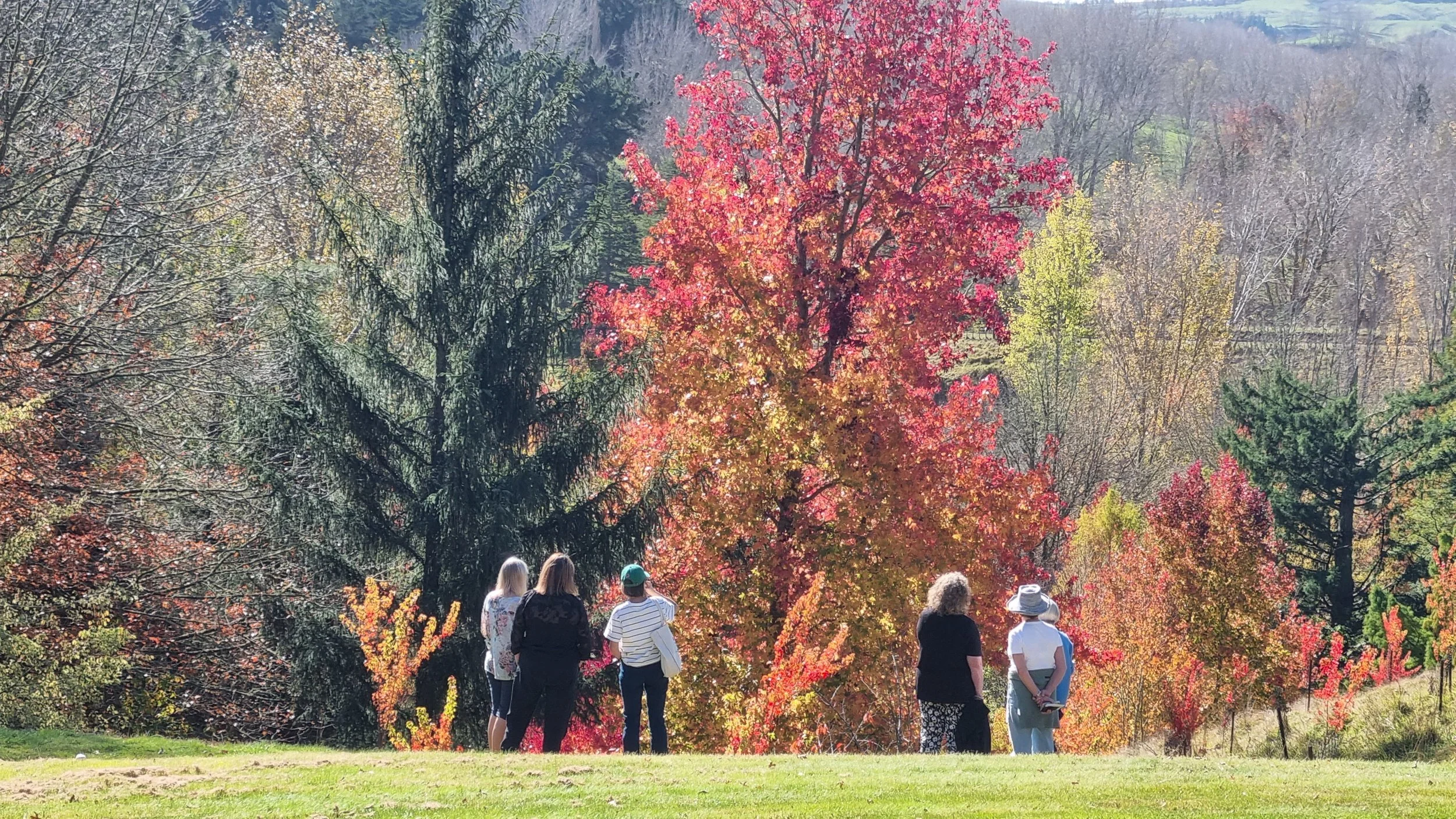 Group of people standing outdoors in a park, viewing colorful autumn trees with red, orange, yellow, and green leaves.