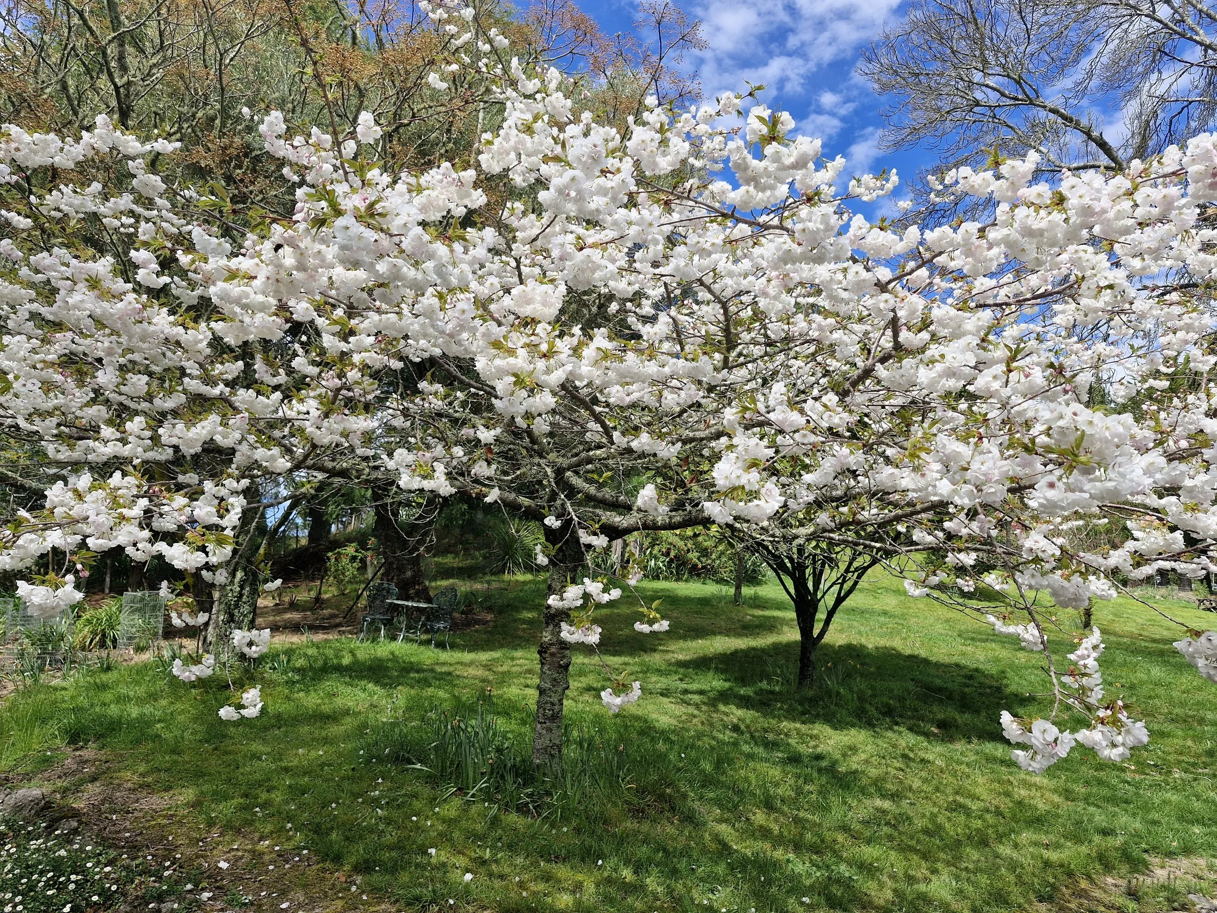 A blossoming cherry tree with white flowers in a garden, under a blue sky with some clouds and other trees with bare branches.