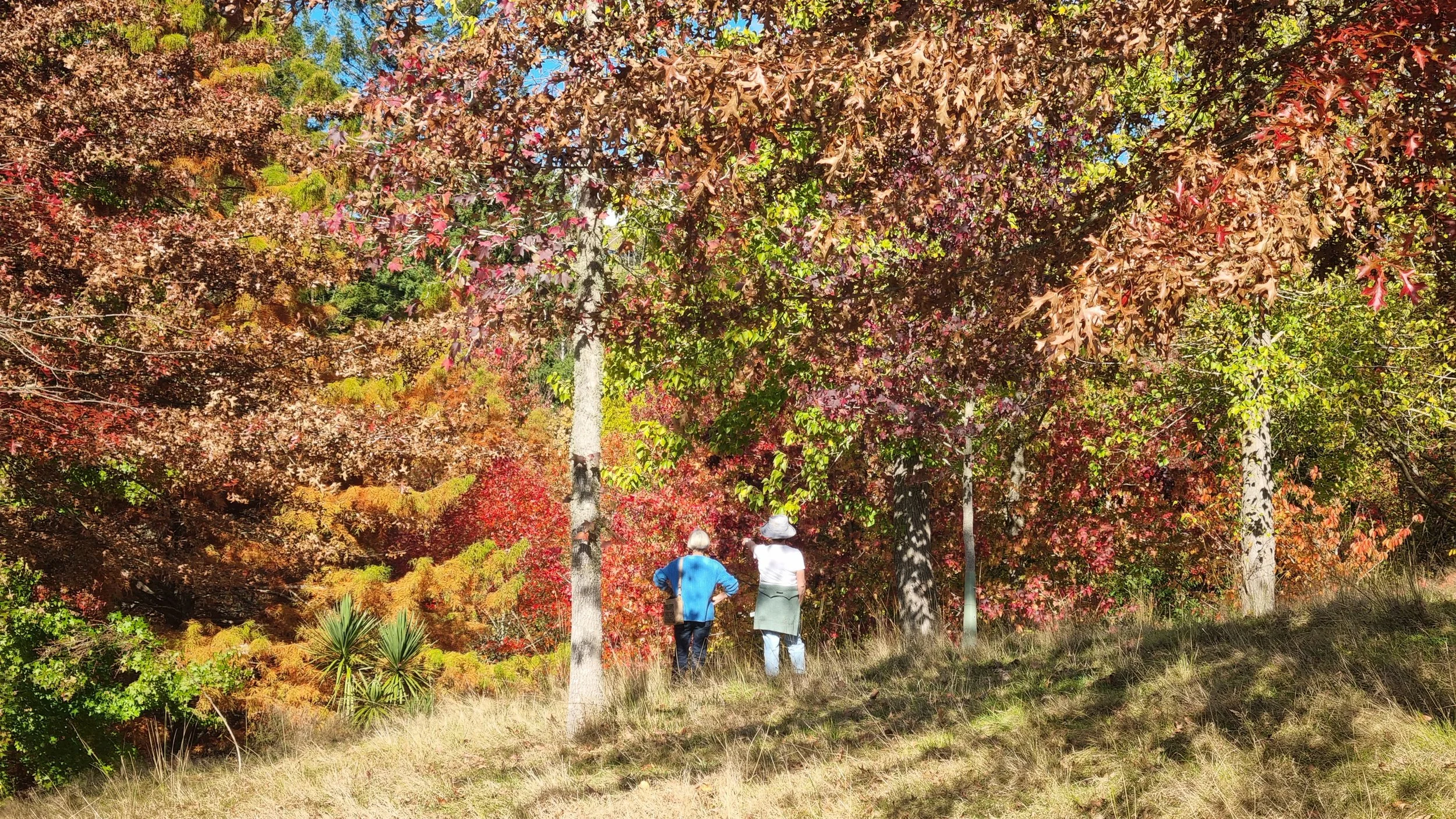 Two people walking in a park with colorful autumn trees.