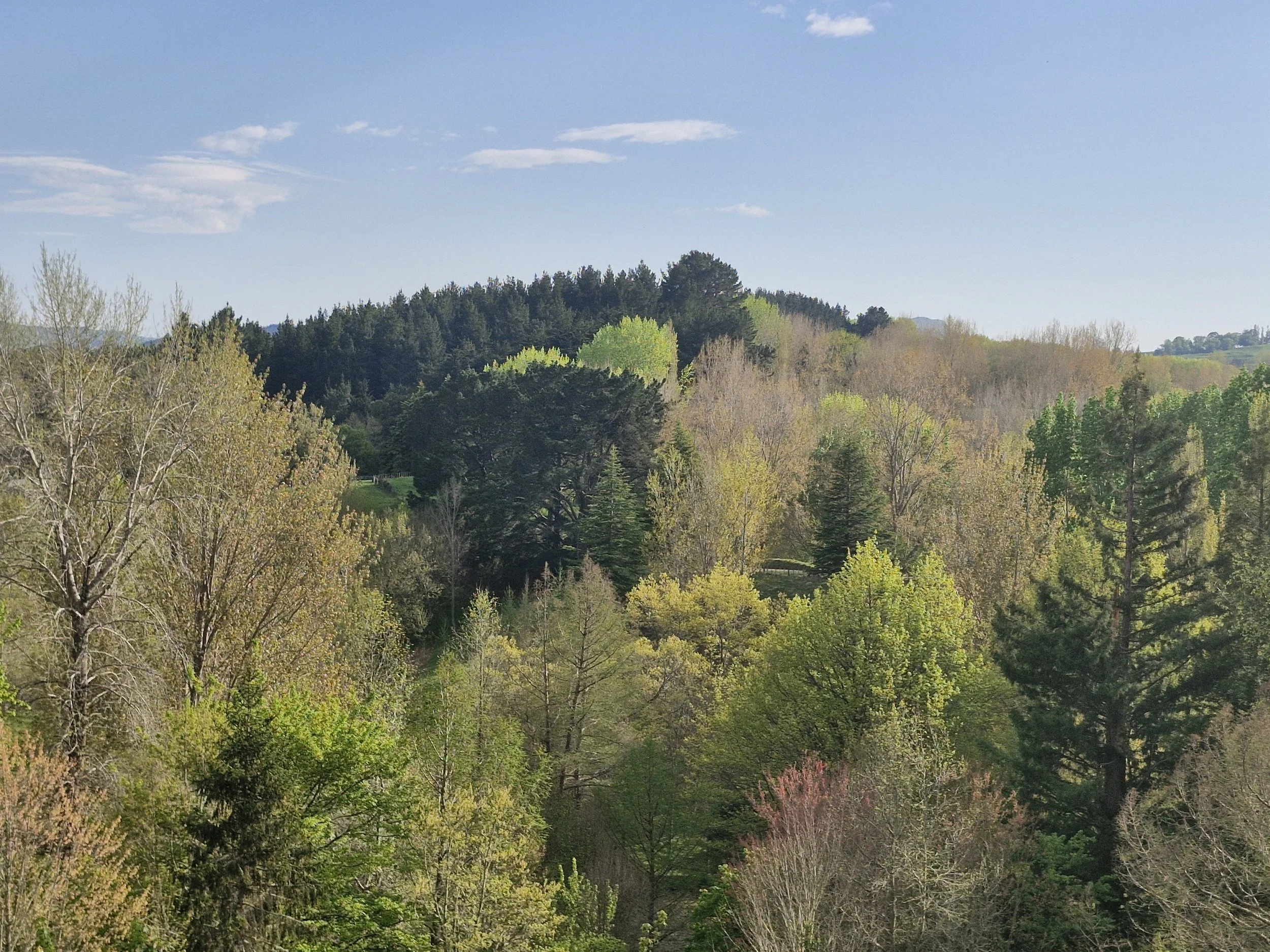 A scenic landscape of a lush, green forest under a clear blue sky with a few wispy clouds.