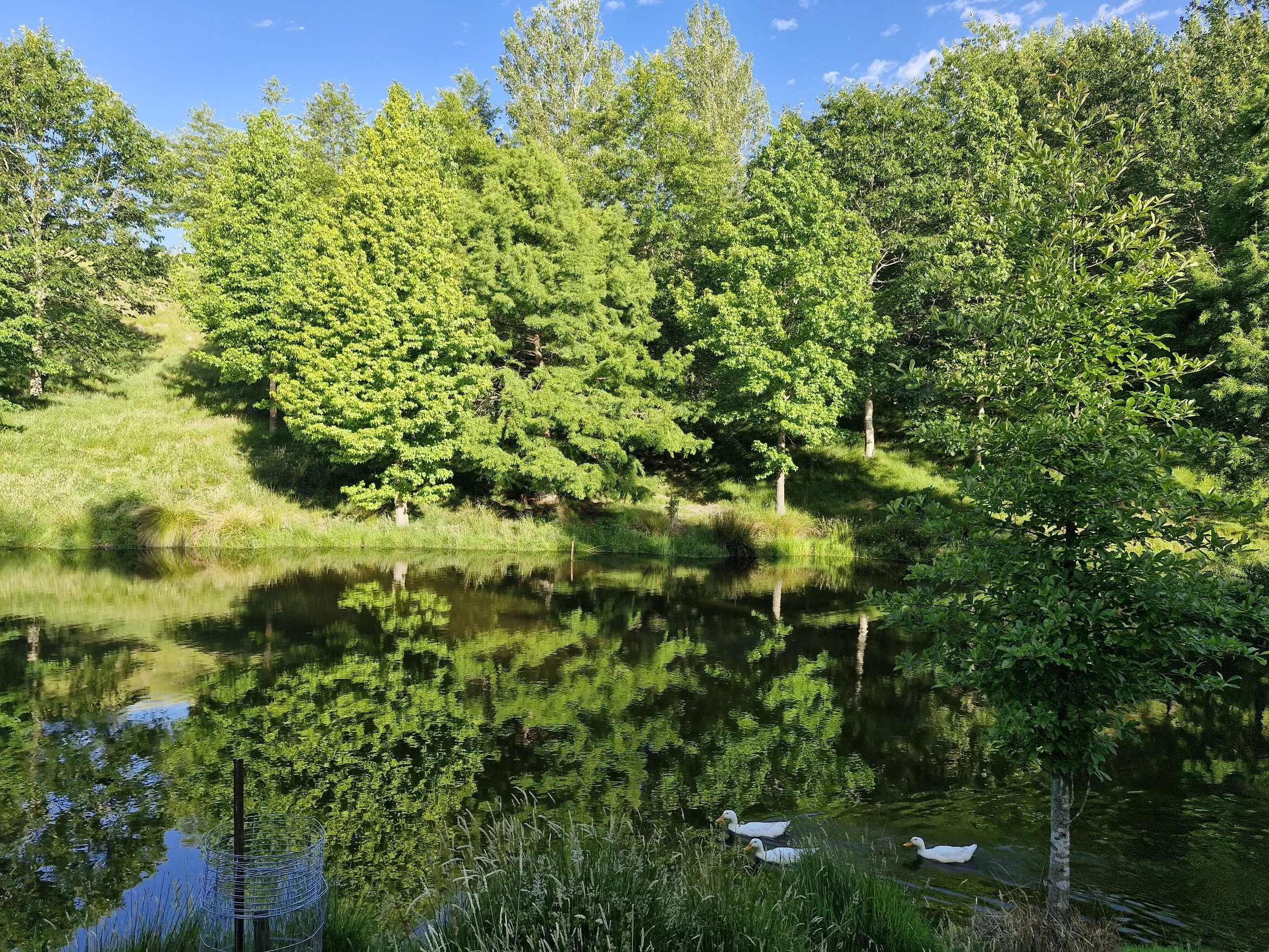 A serene scene of a pond reflecting green trees under a blue sky with a few clouds. Three white ducks swim in the water near the grassy edge.