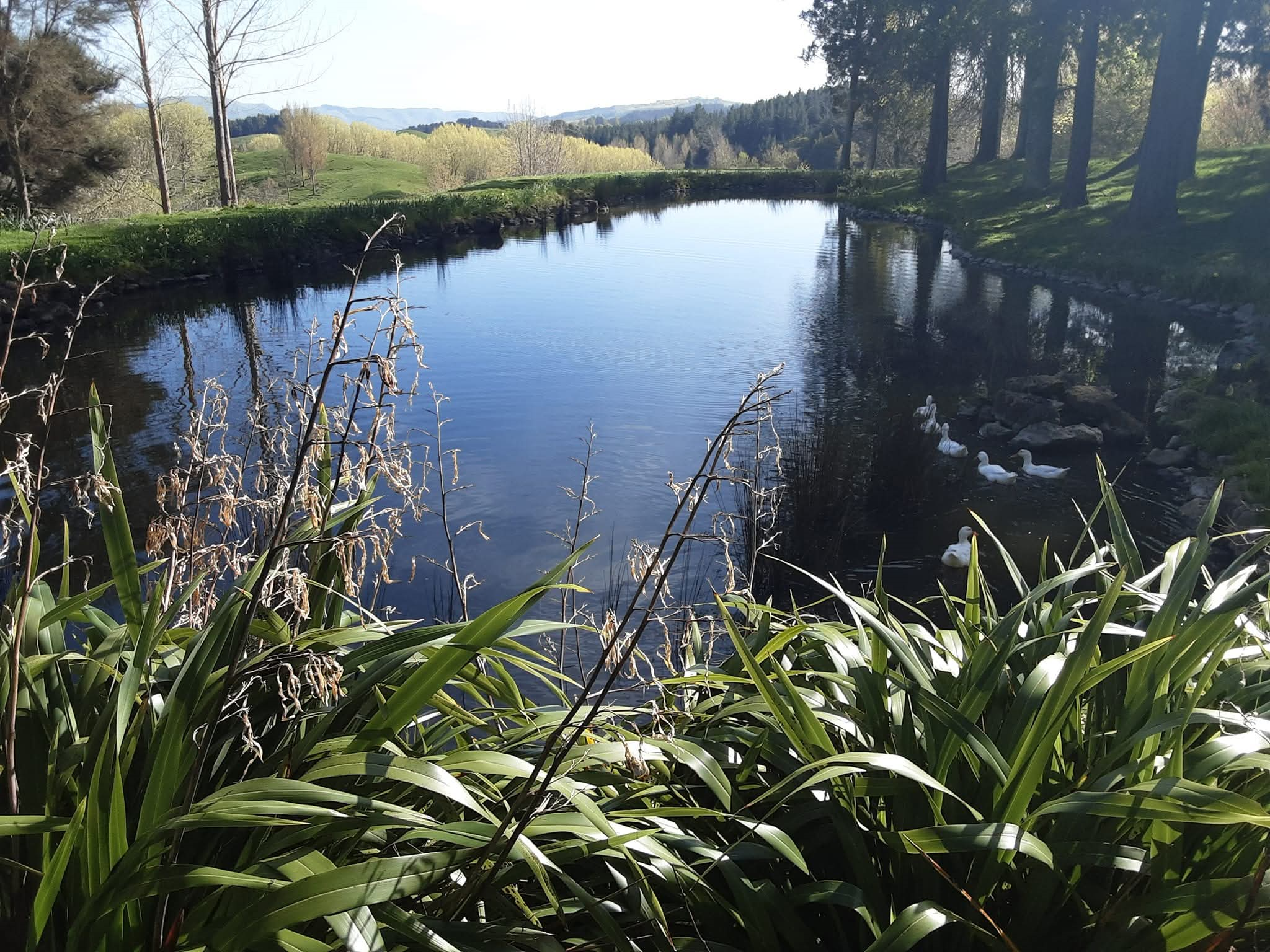 A pond with ducks swimming among tall grasses in the foreground, with trees and rolling hills in the background under a clear sky.