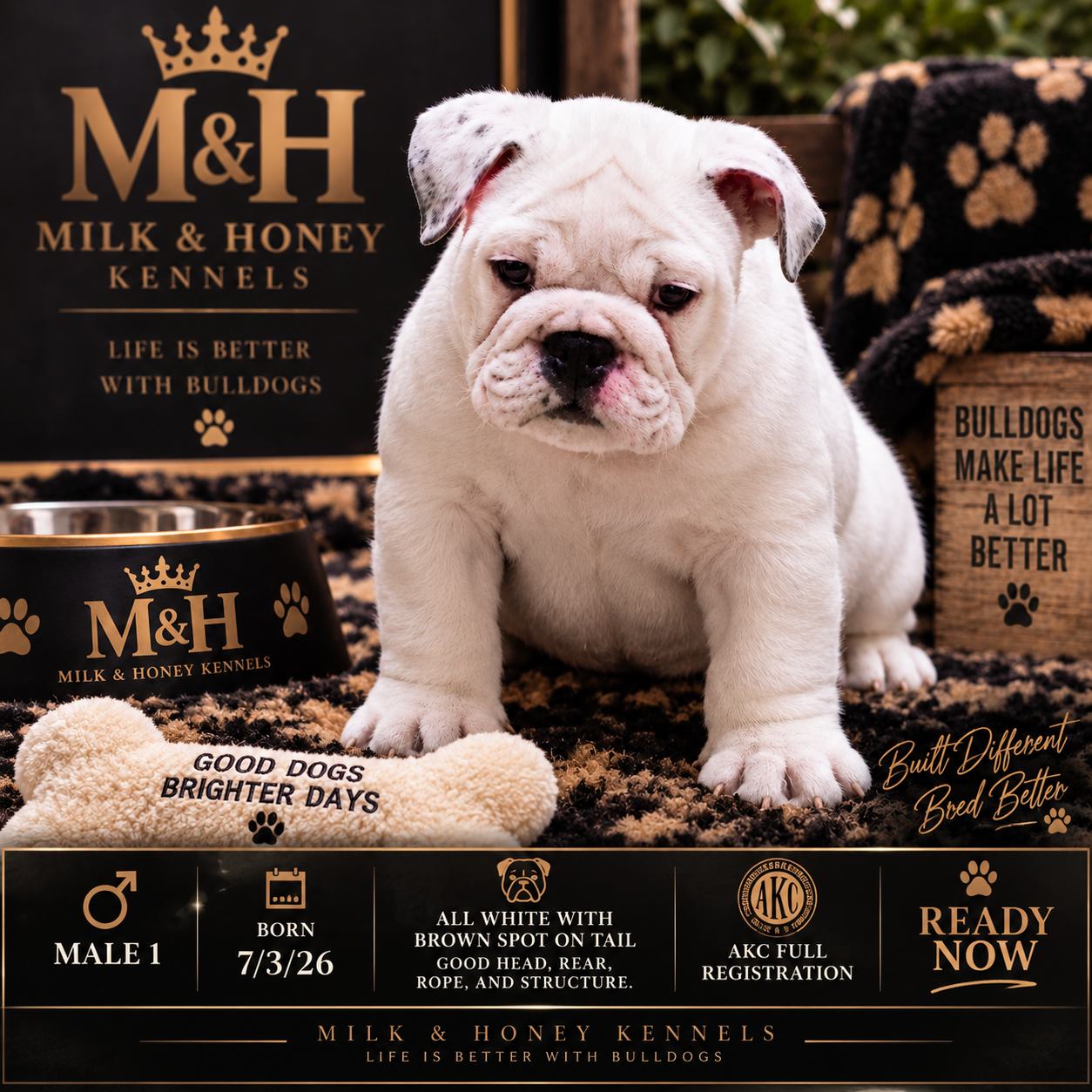 White English Bulldog puppy profile card from Milk & Honey Kennels with puppy details and black-and-gold branding.