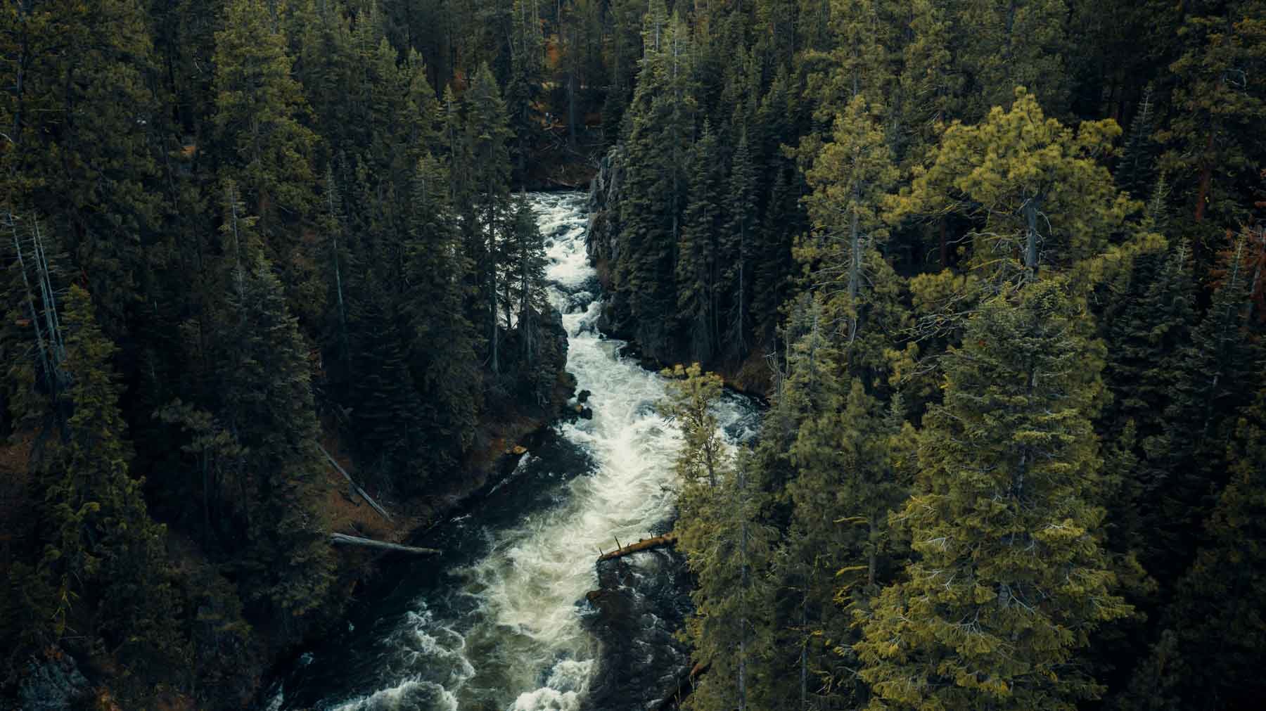 A river flowing through a dense forest of tall evergreen trees.