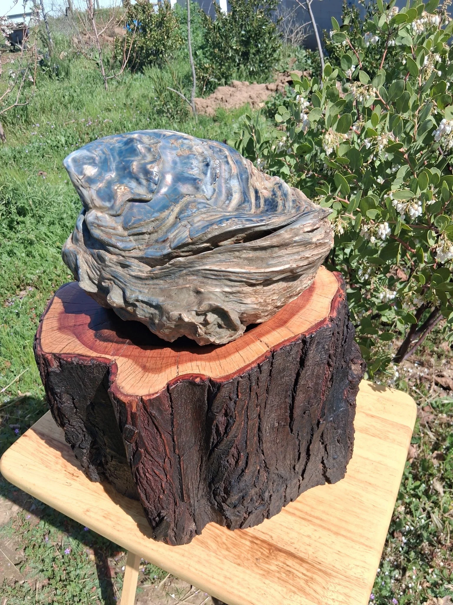 Blue Oyster on stand.JPG