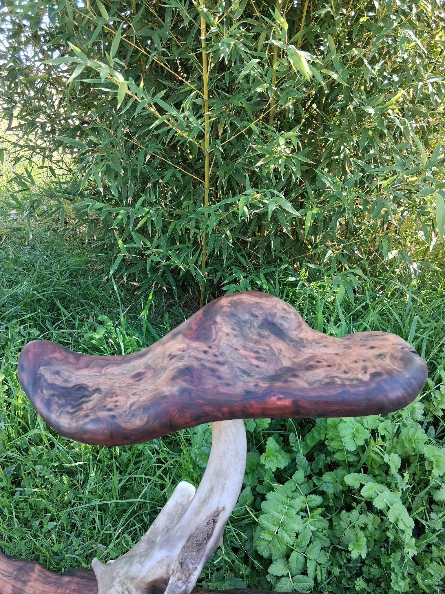RedwoodMushroomCap4.jpg