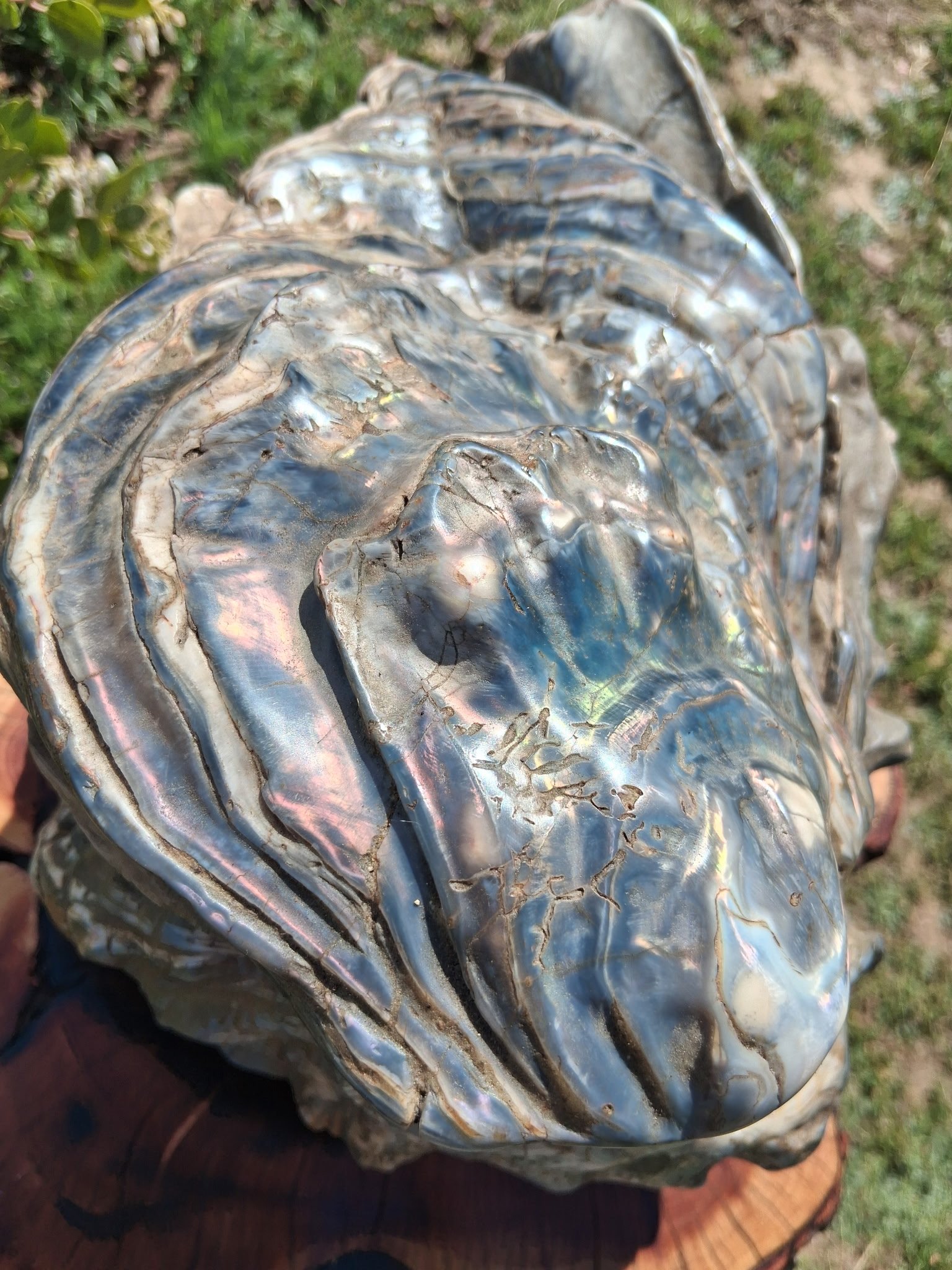 Blue Oyster 5.JPG