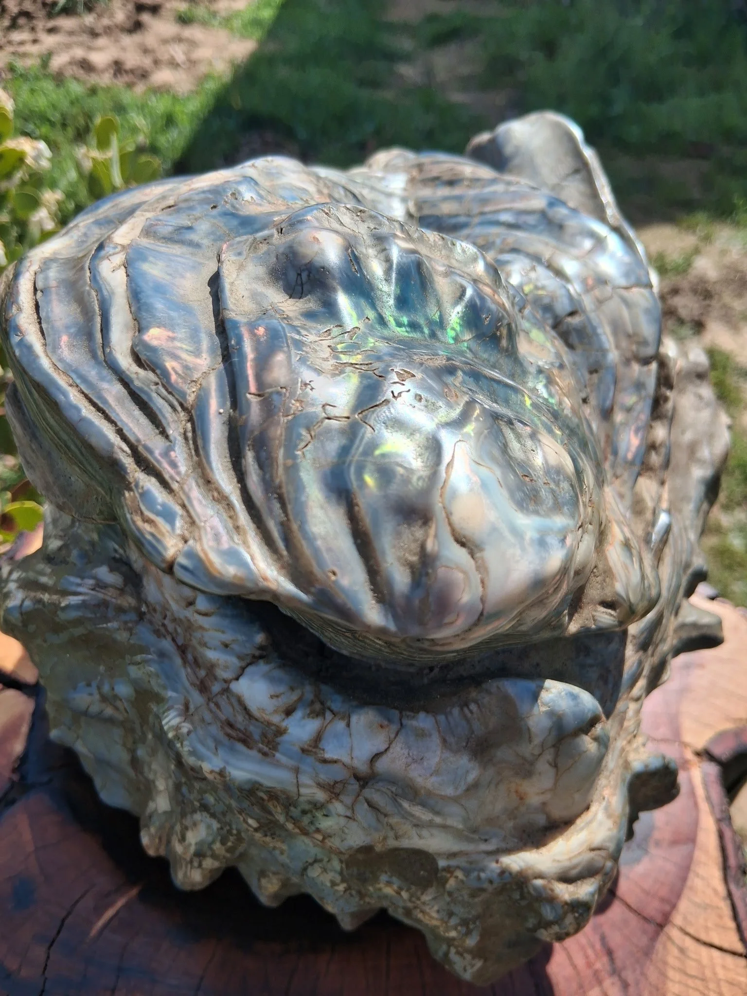 Blue Oyster 6.JPG
