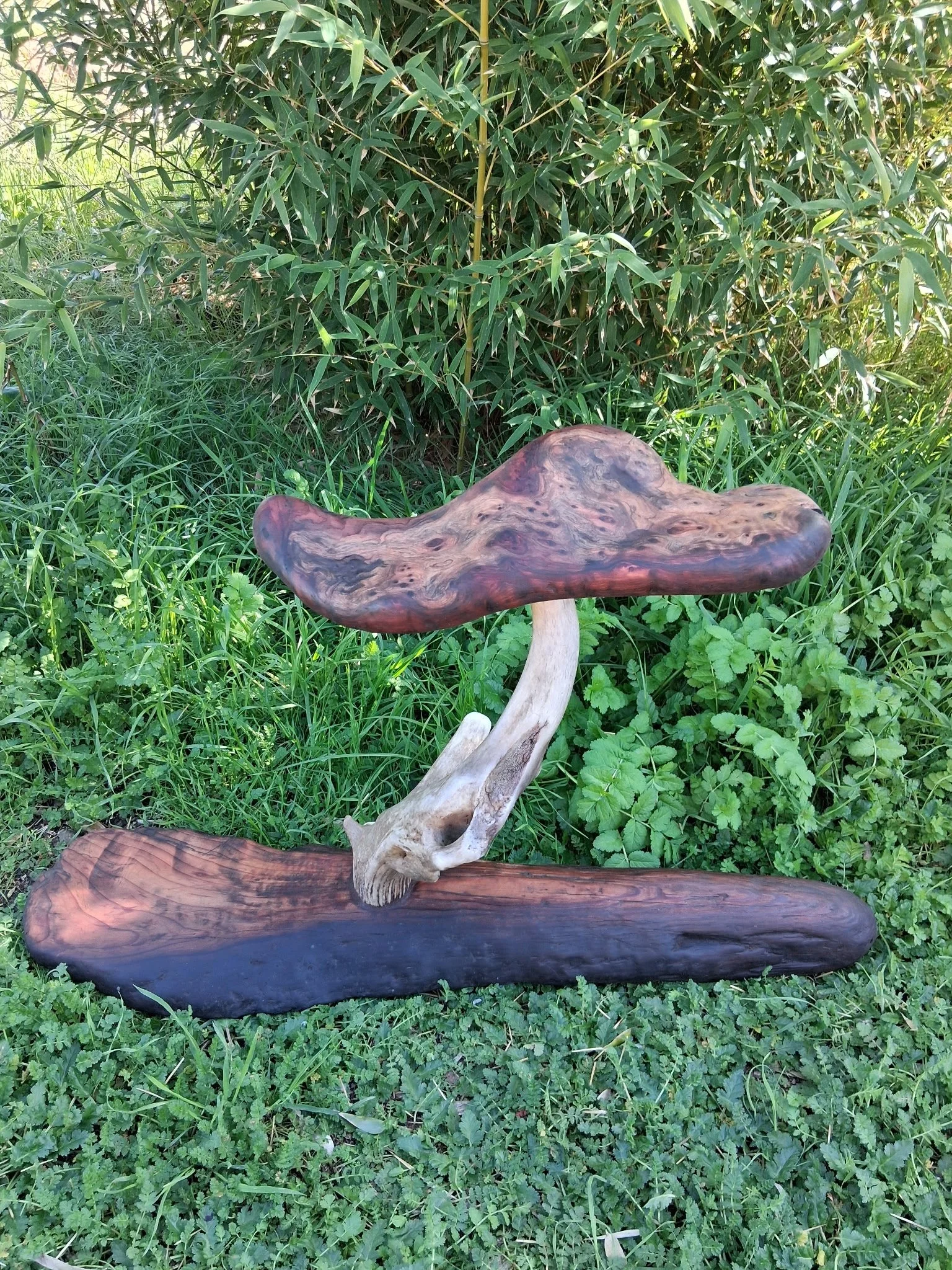 Redwood Mushroom2.jpg