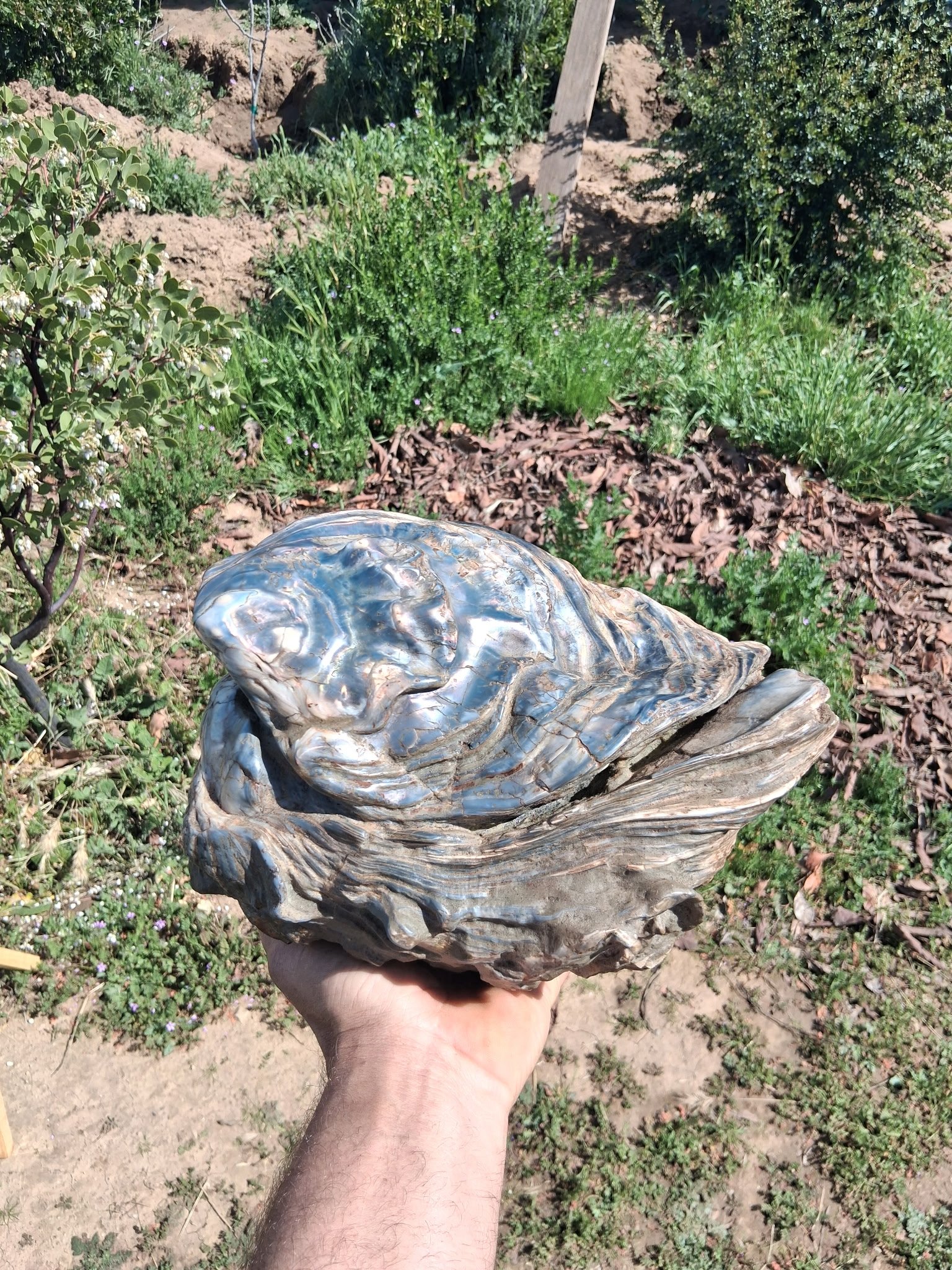 Blue Oyster Fossil.JPG