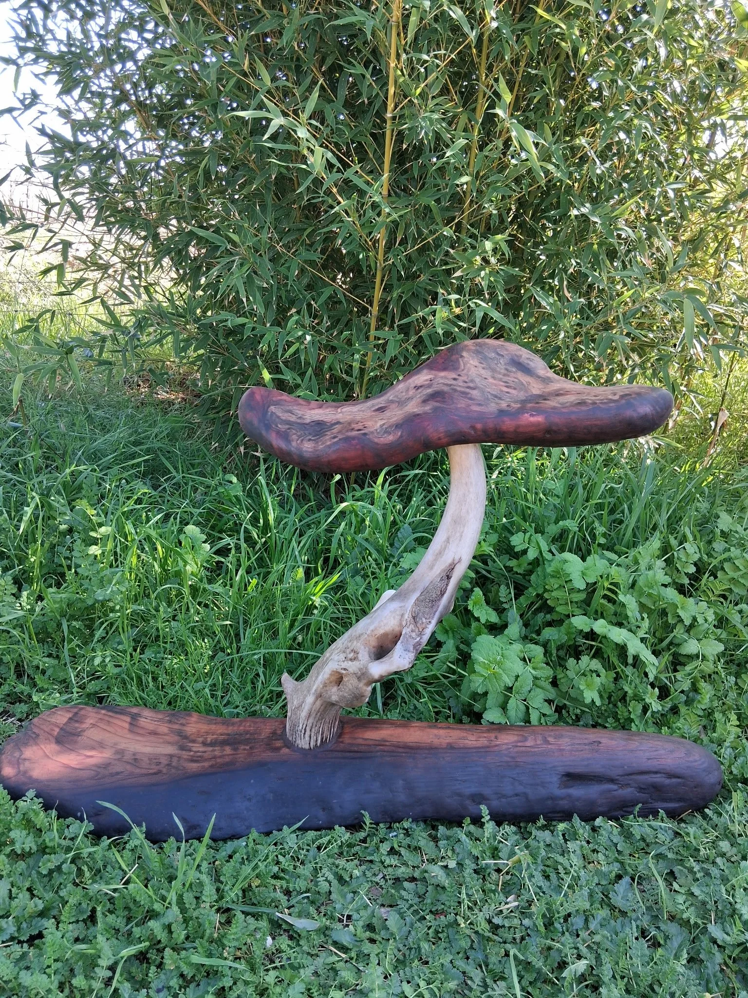 Redwood Mushroom1.jpg