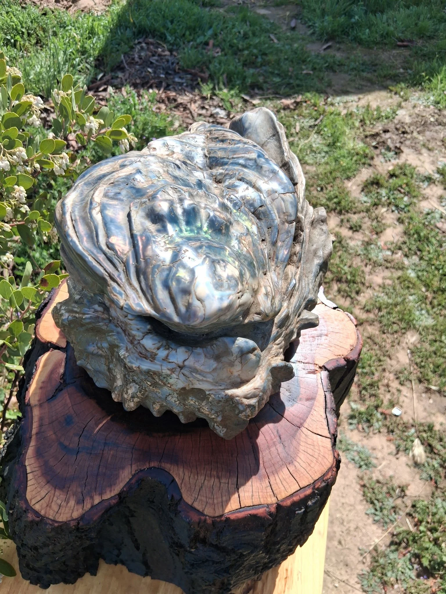 Blue Oyster on Base.JPG