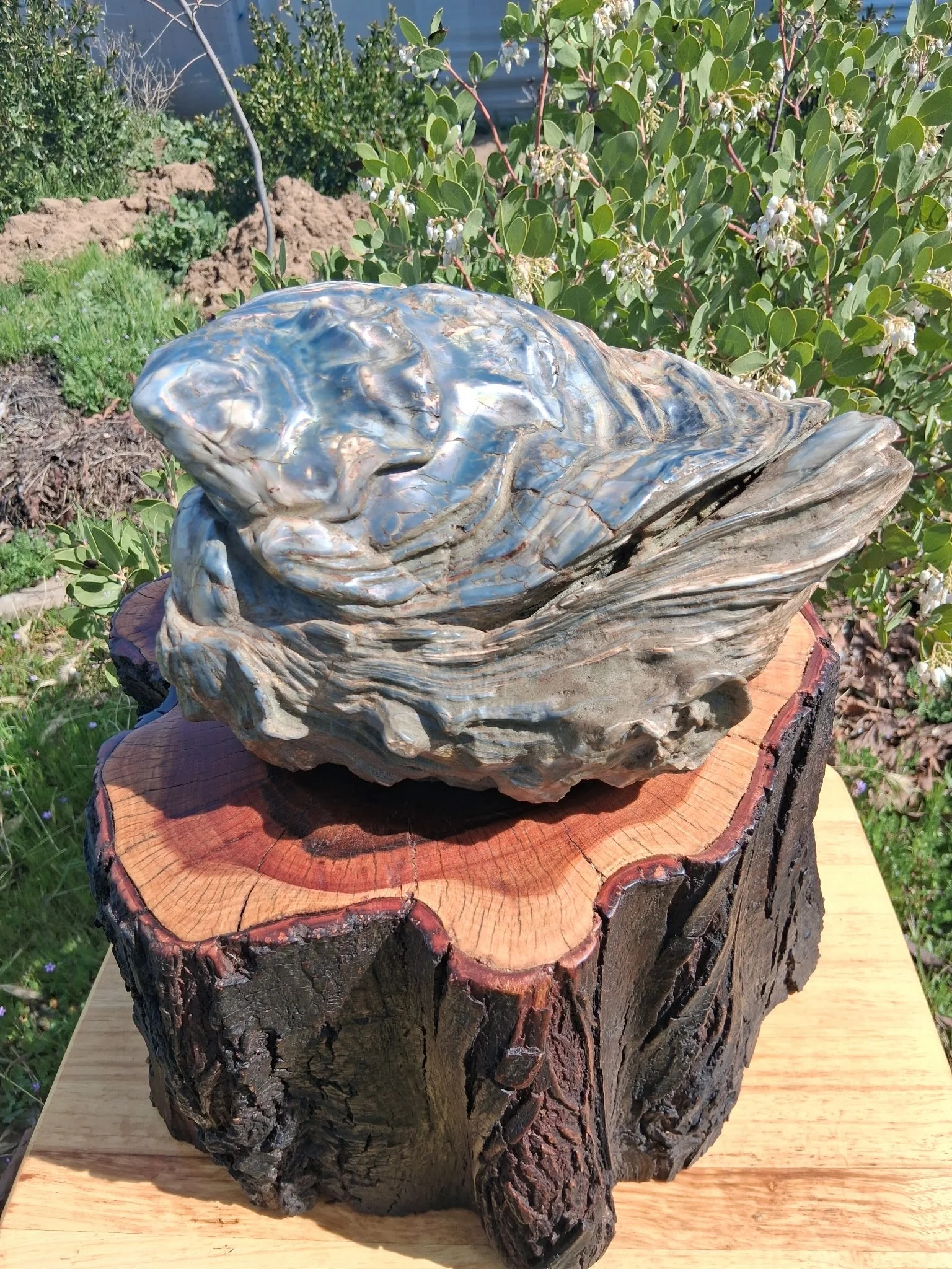 Blue Oyster Euchalyptus 1.JPG