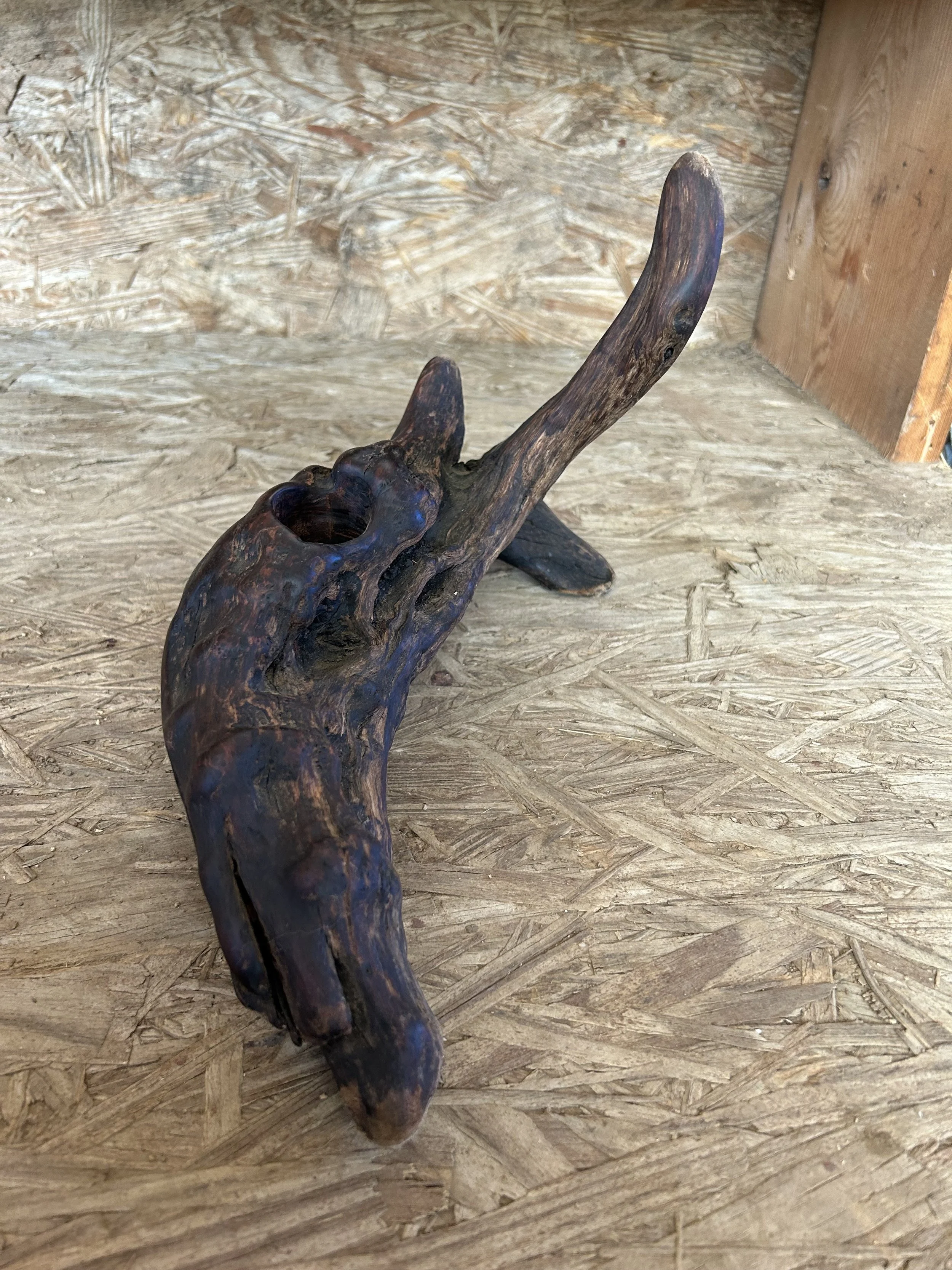 sealion 6.jpg