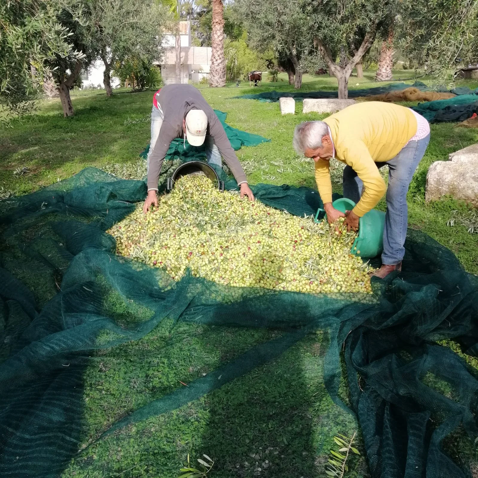 Two people harvesting olives on a farm with trees and green grass. Hand picked olives for EVOO. Lota's Family Agostino Olive oil EVOO