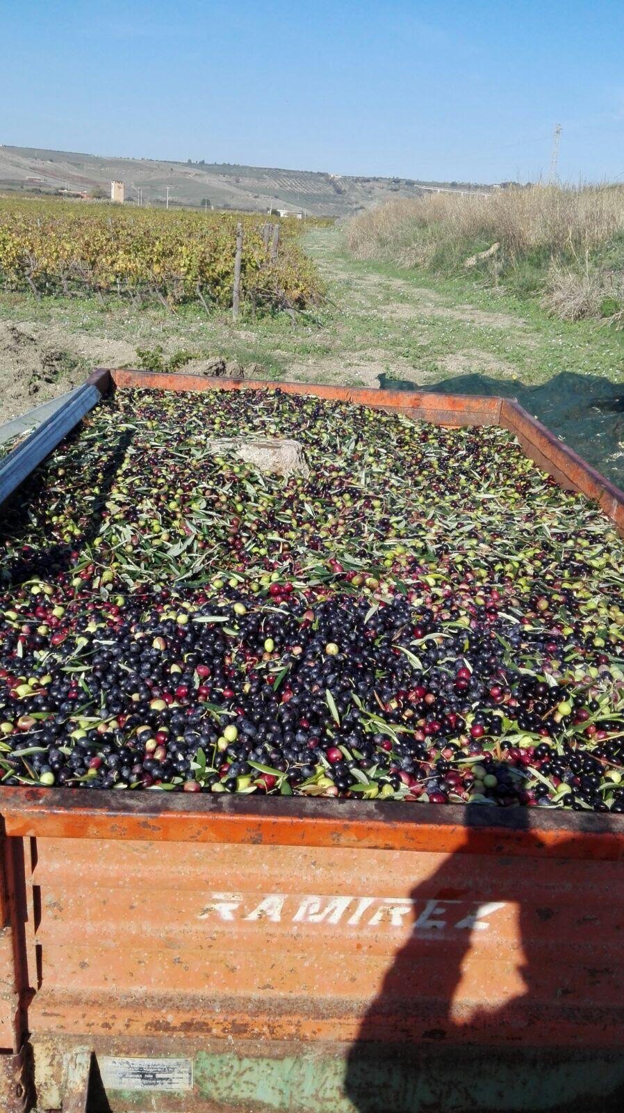 A dirt path through vineyards with a large metal container filled with freshly harvested black and green olives in the foreground. olive harvest ready to be pressed